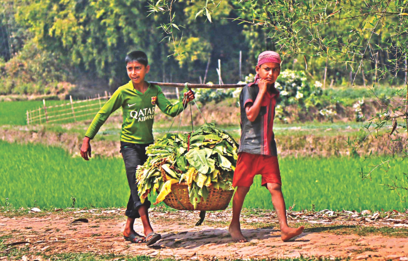 child in tobaco 1.jpg