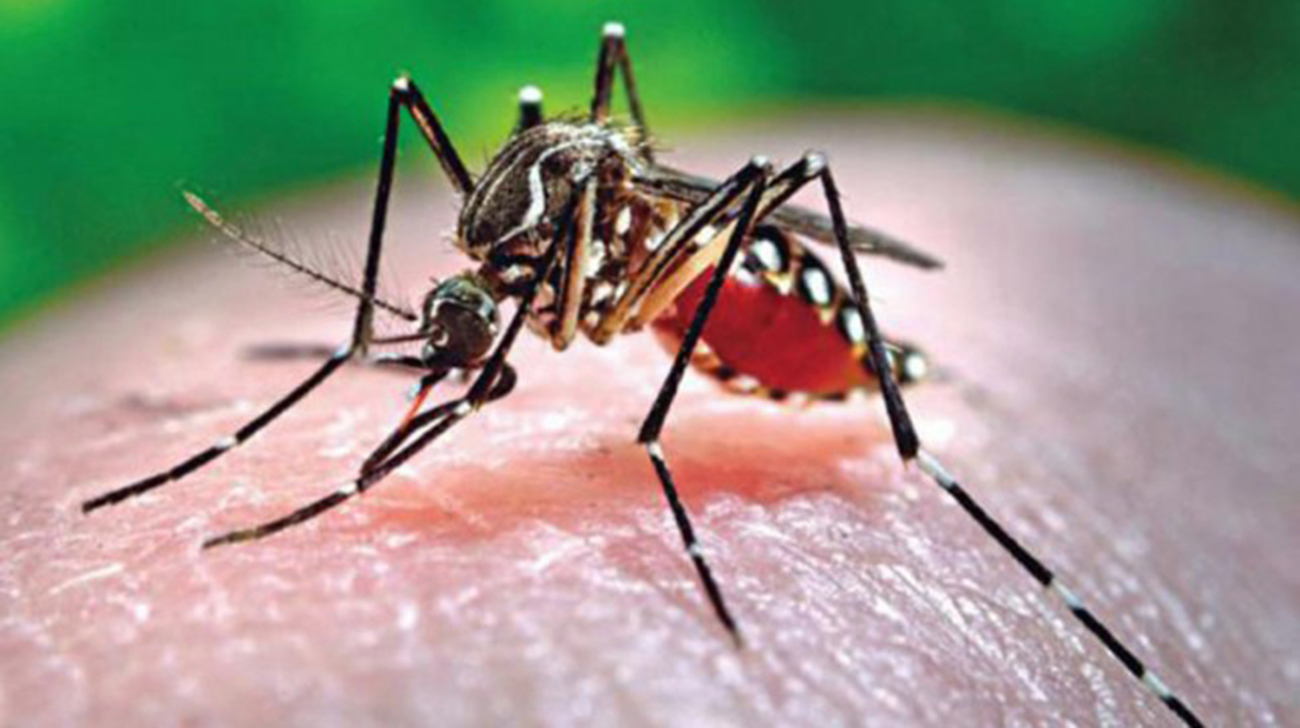 5 die of dengue fever in Dhaka, Barishal 