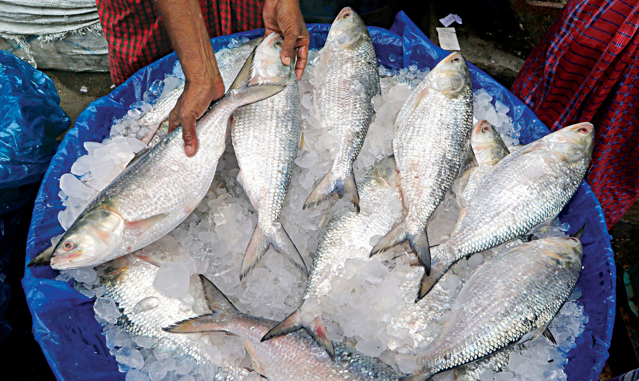Bangladesh to export 1,475 tonnes of hilsa to India for Durga Puja 