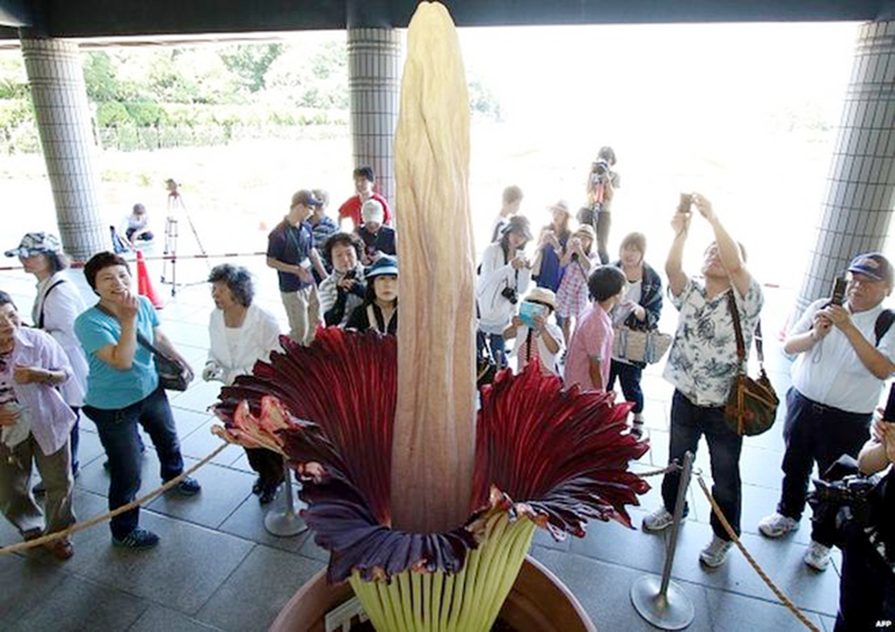 largest-flower.jpg