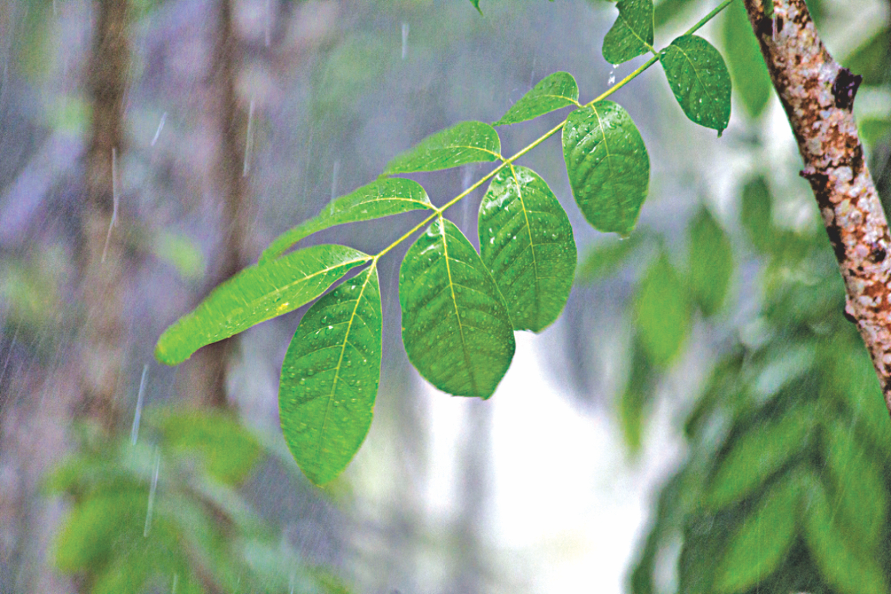monsoon.jpg