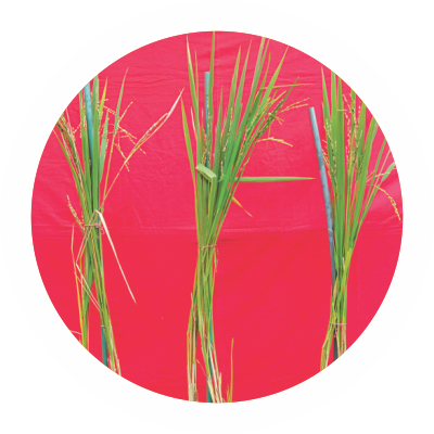 salinity rice 1.jpg