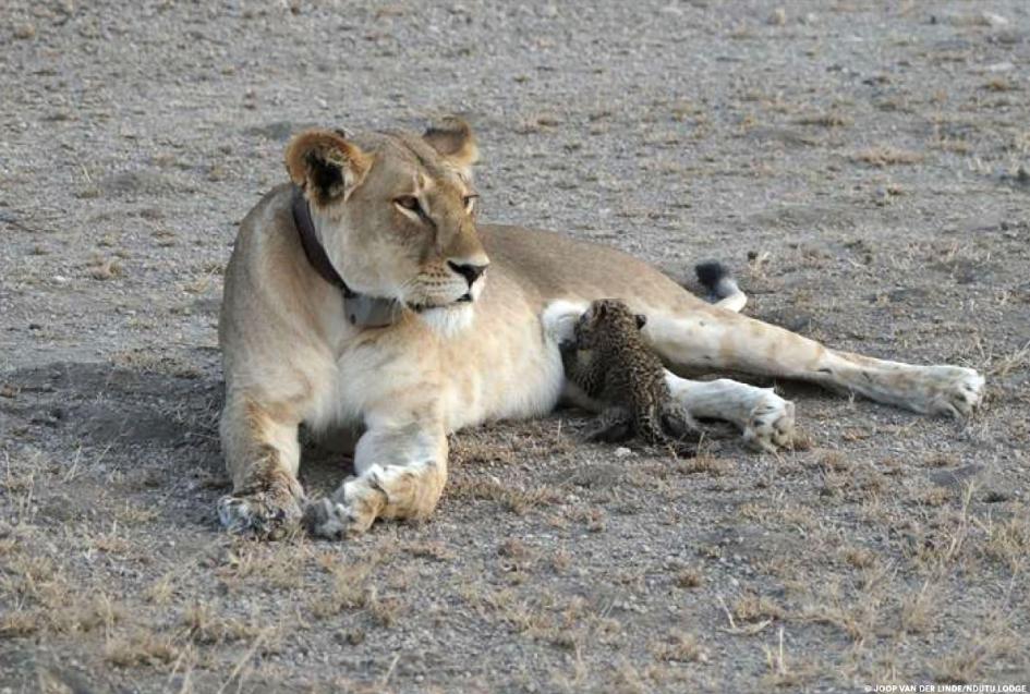 Wild_lion_1.jpg