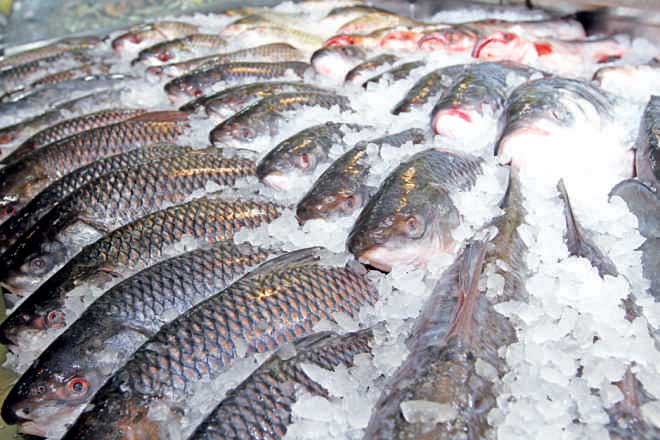 fish_5.jpg