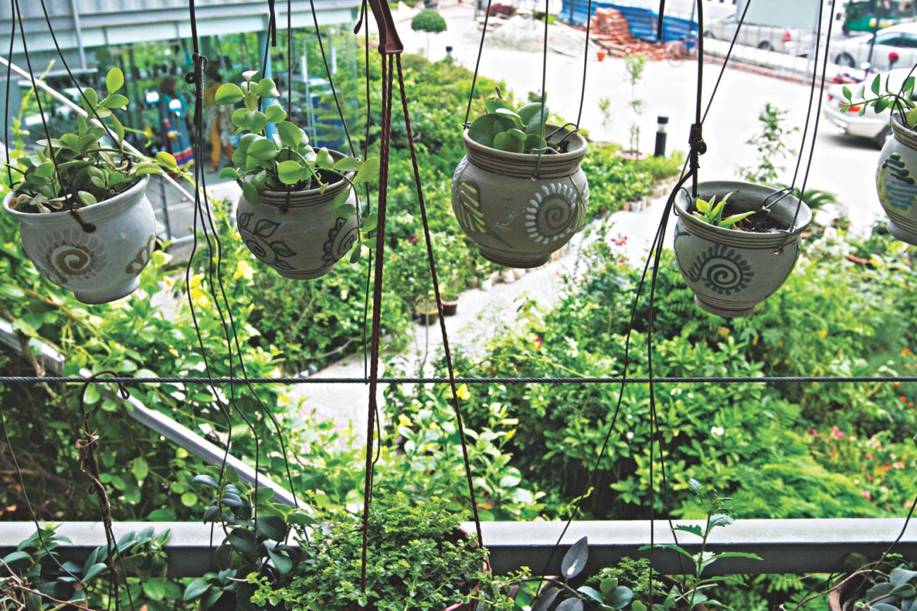 Hanging gardens 