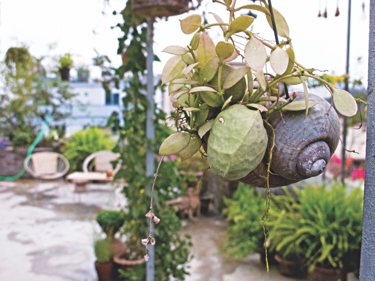 Hanging gardens 