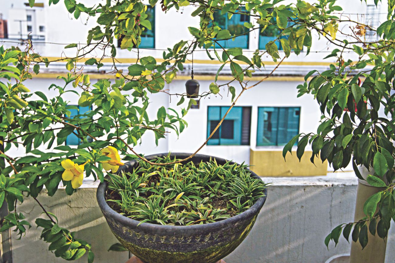Hanging gardens 