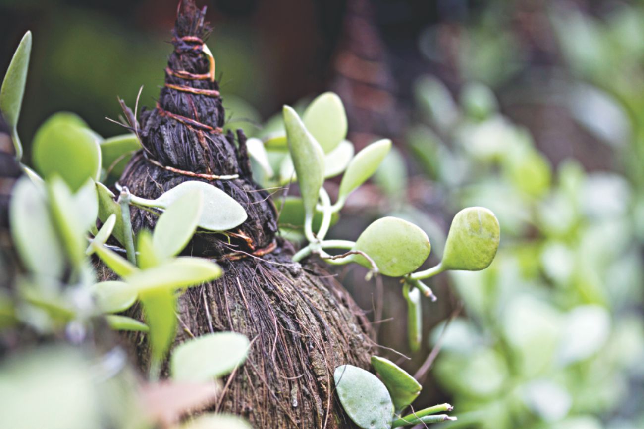 Hanging gardens 