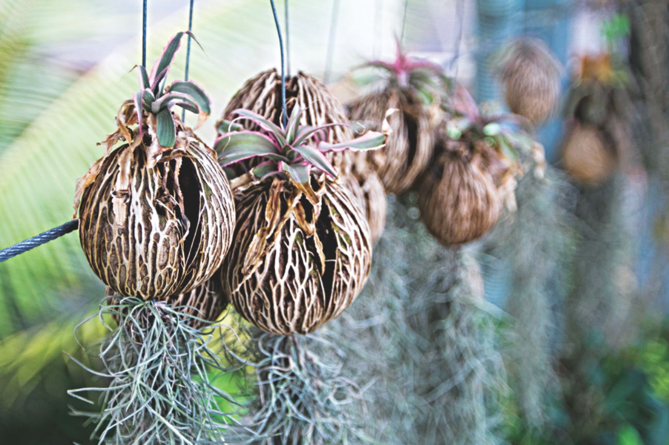 Hanging gardens 