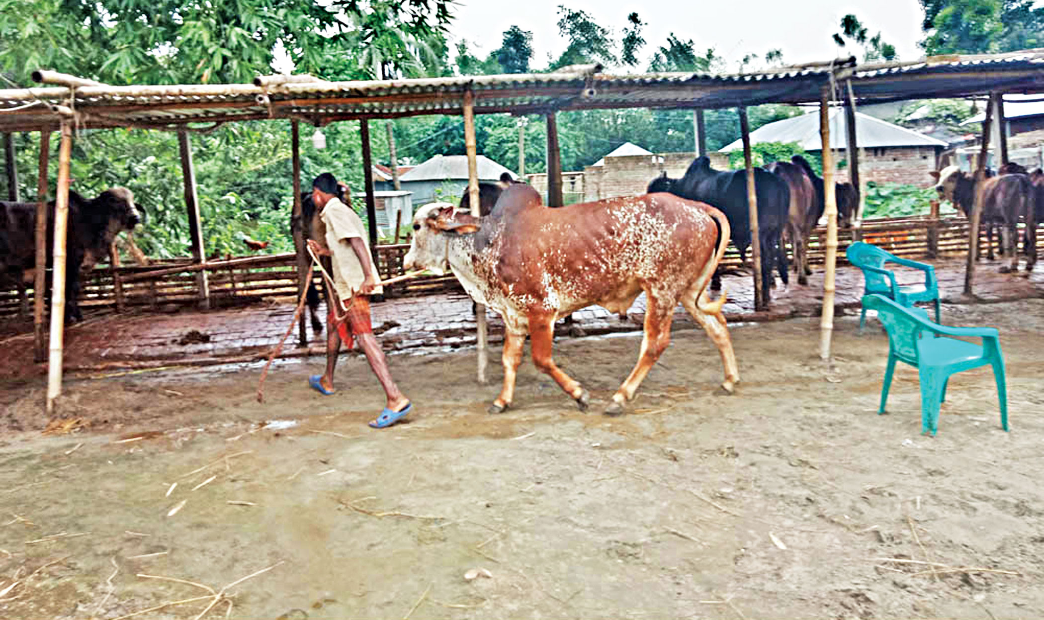 cattle-trade-2.jpg