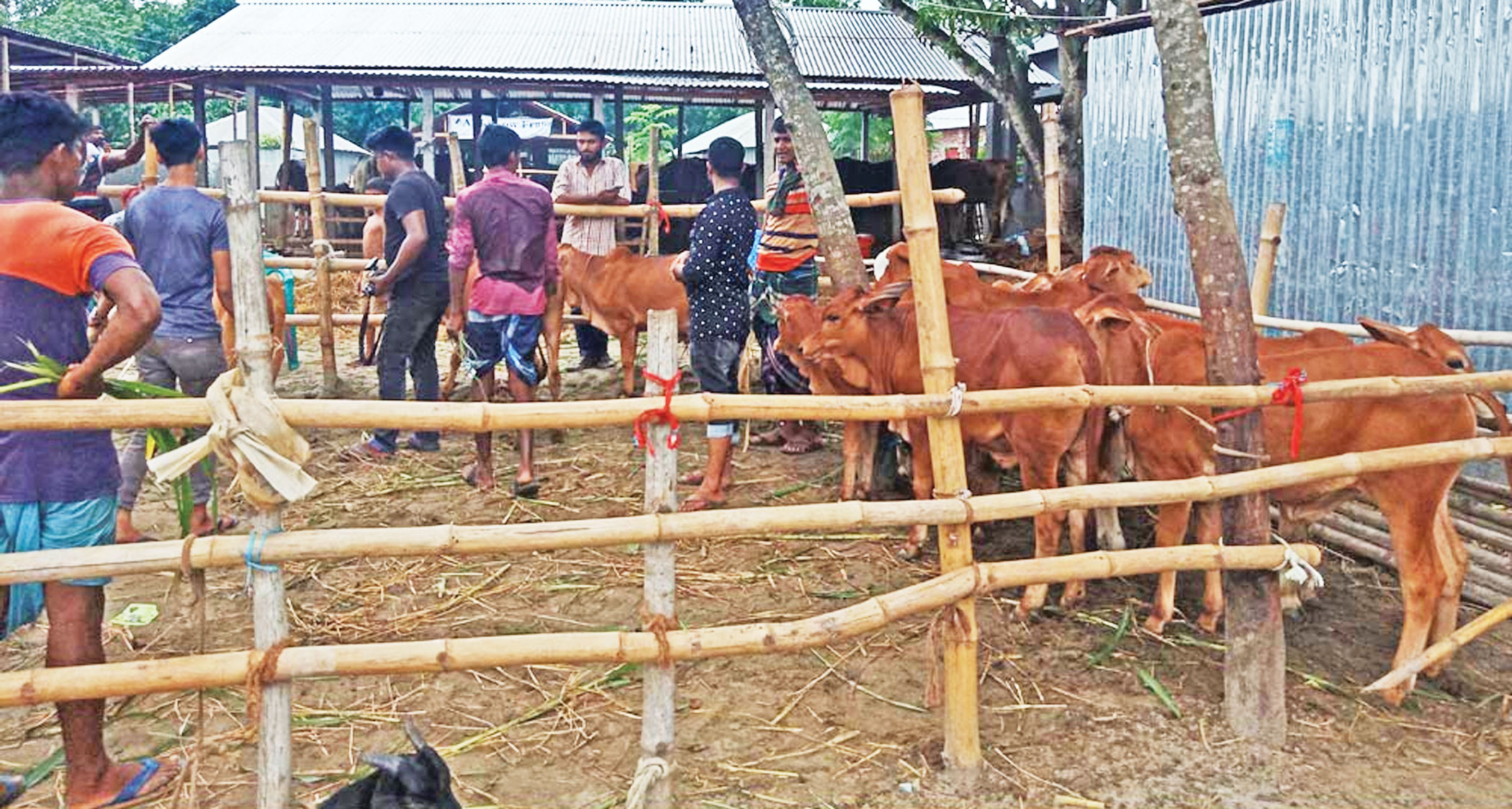 cattle-trade-3.jpg