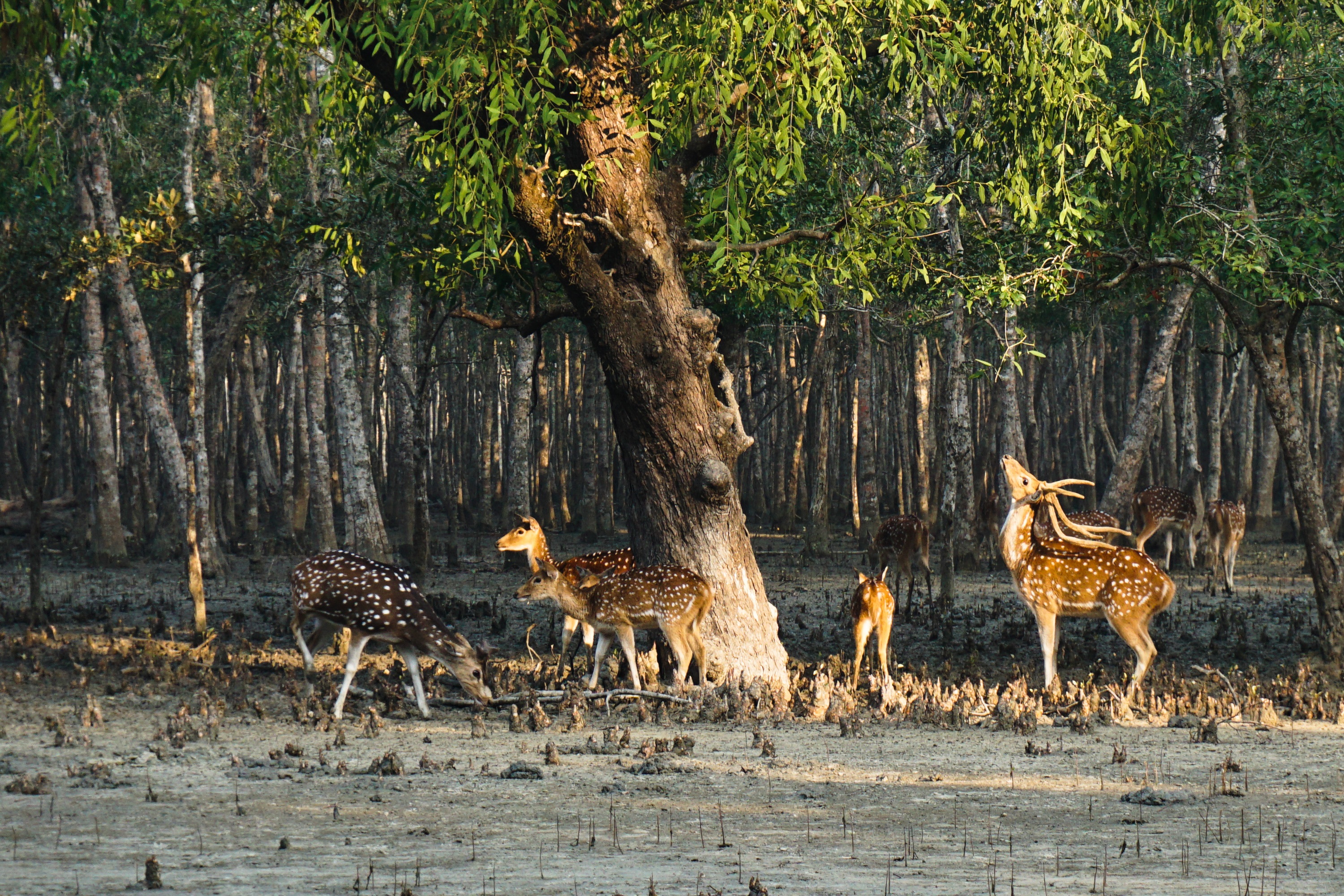deer-3673017.jpg