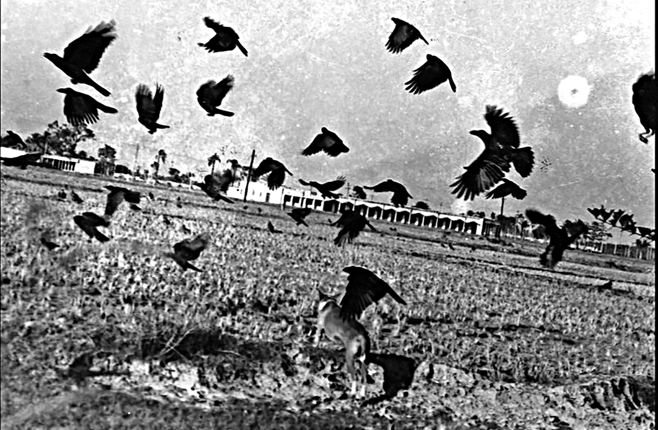 bangladesh-genocide3.jpg