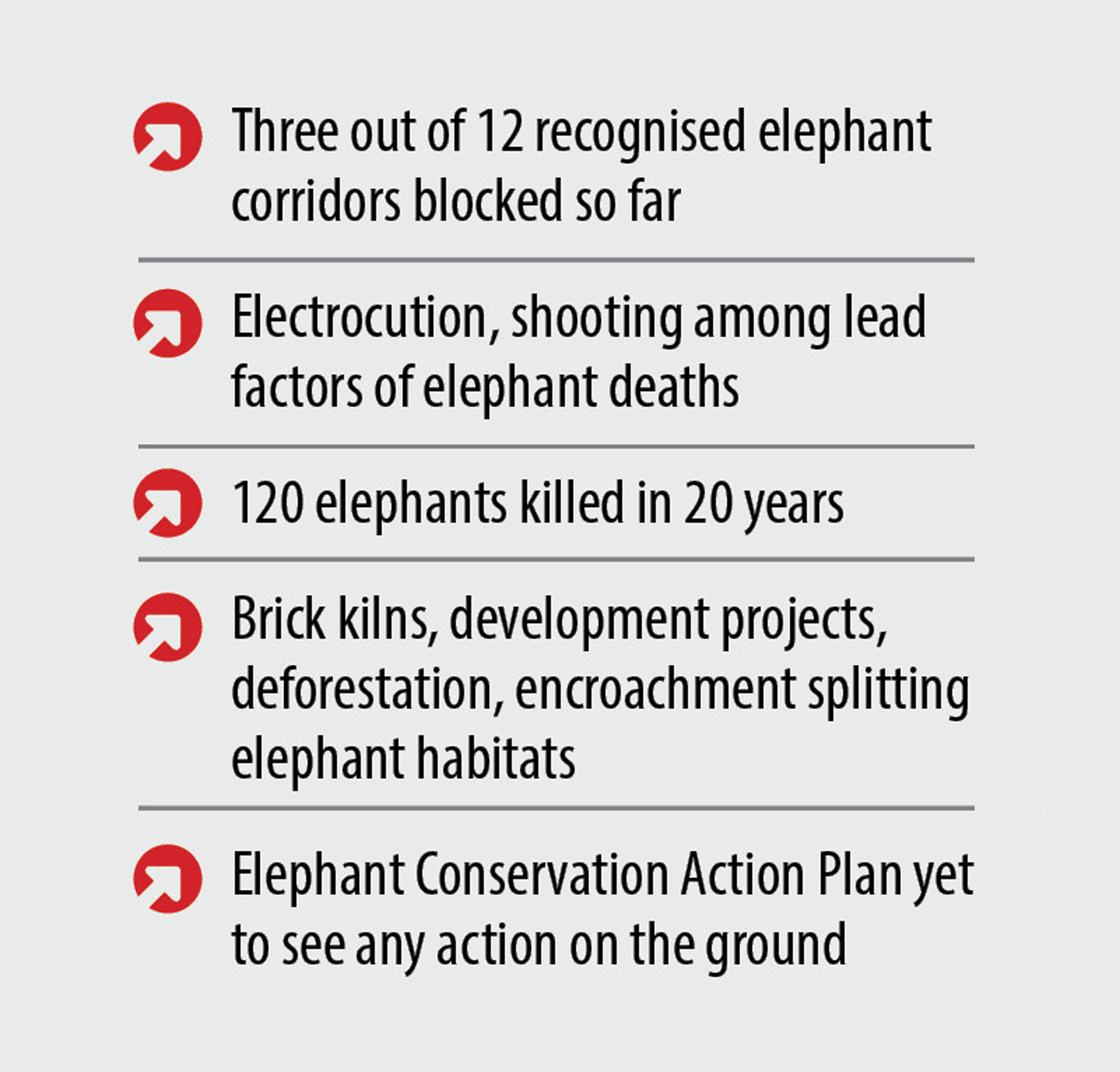 elephant-day.jpg
