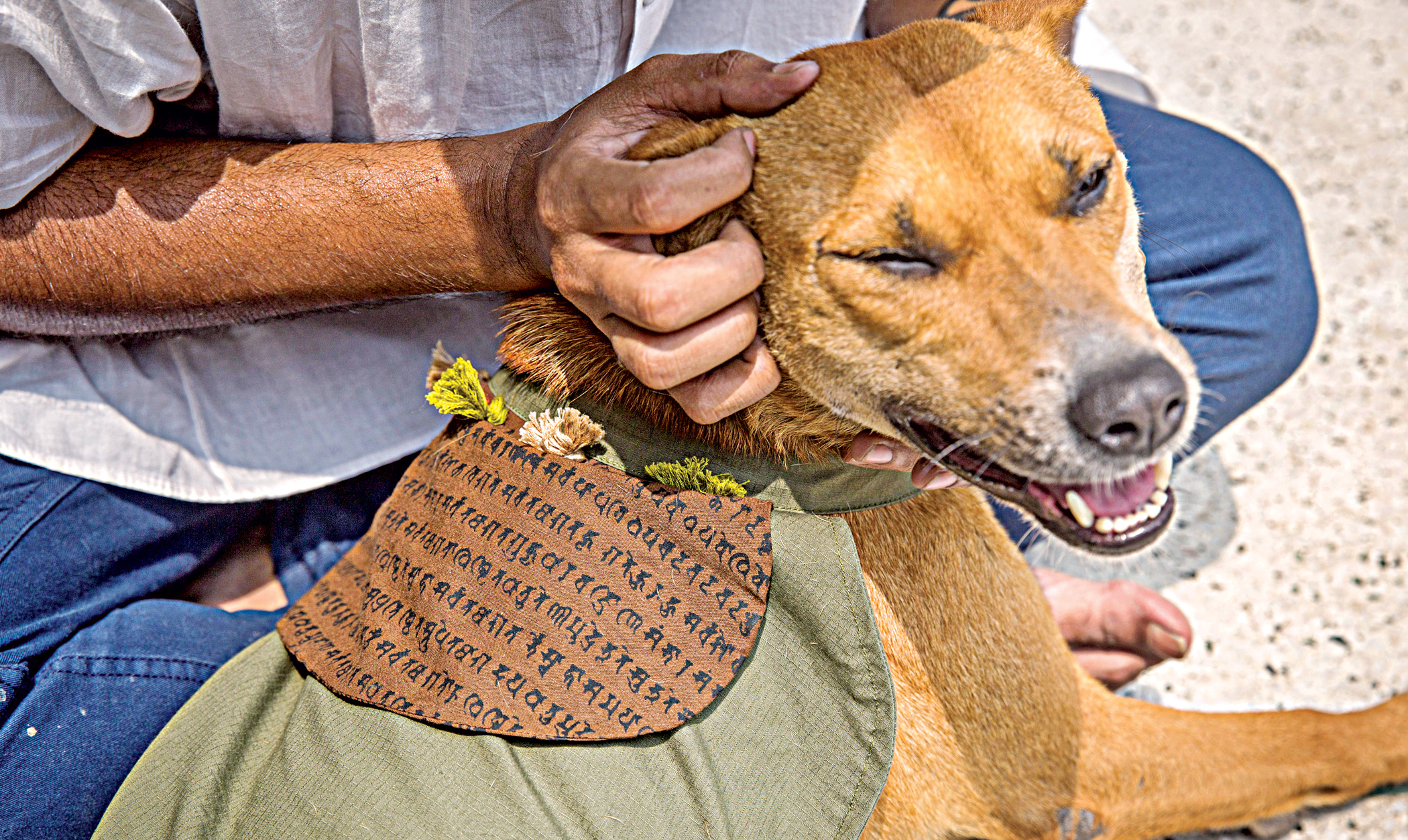 dog5.jpg