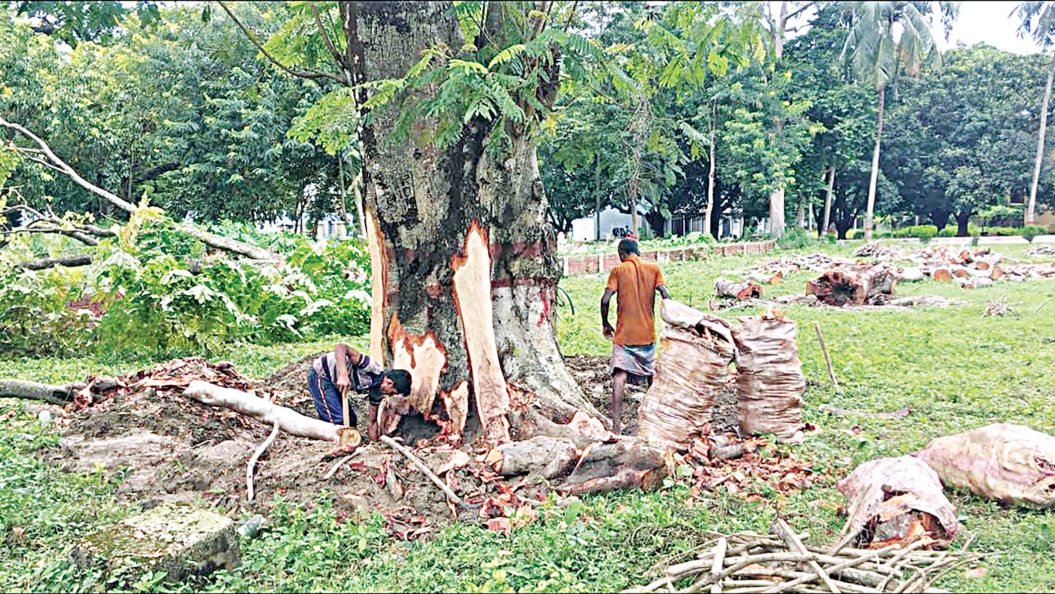 half-a-century-old-tree.jpg