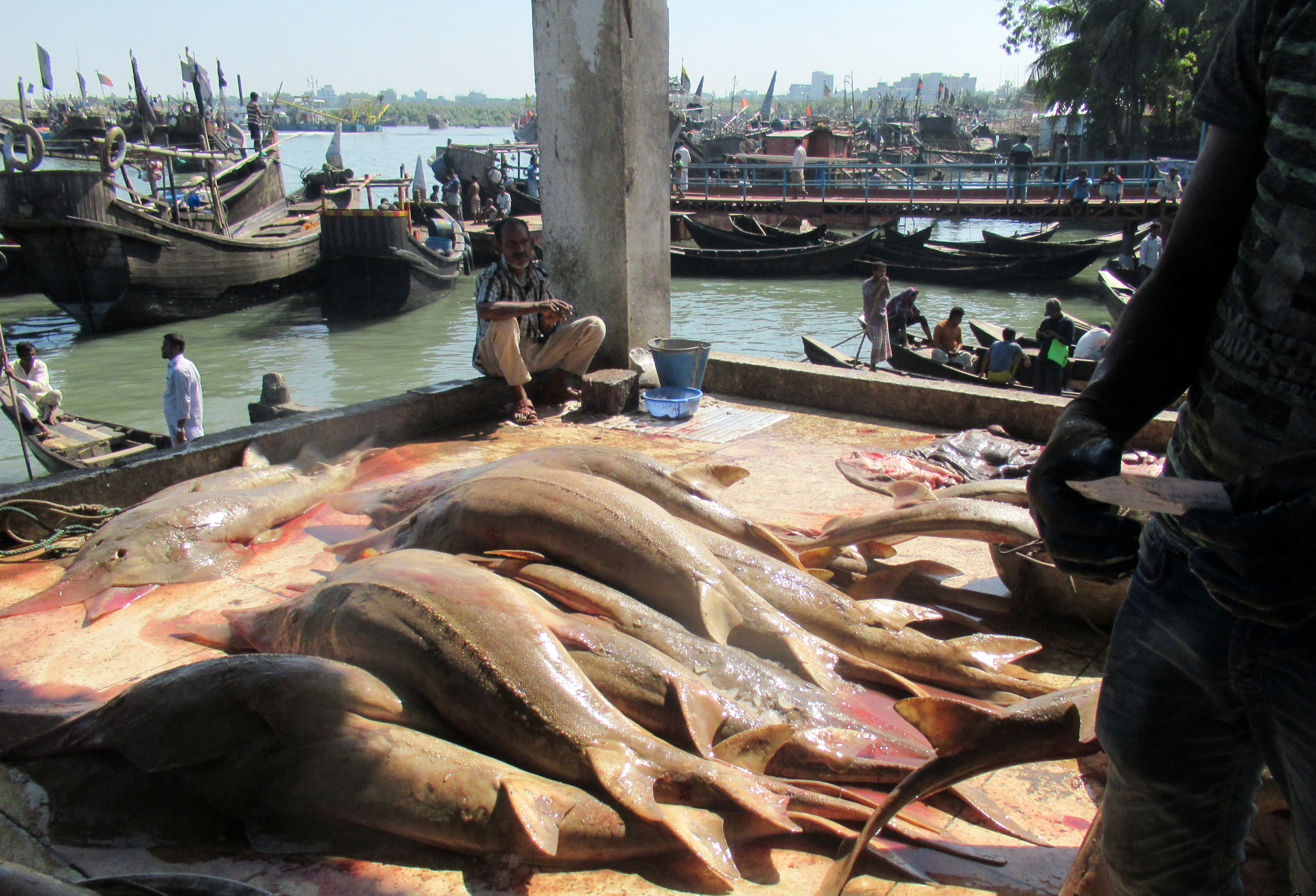 overfishing_is_the_biggest_threat_to_sharks_and_rays_who_are_important_for_healthy_marine_ecosystems_wcs_bangladesh.jpg