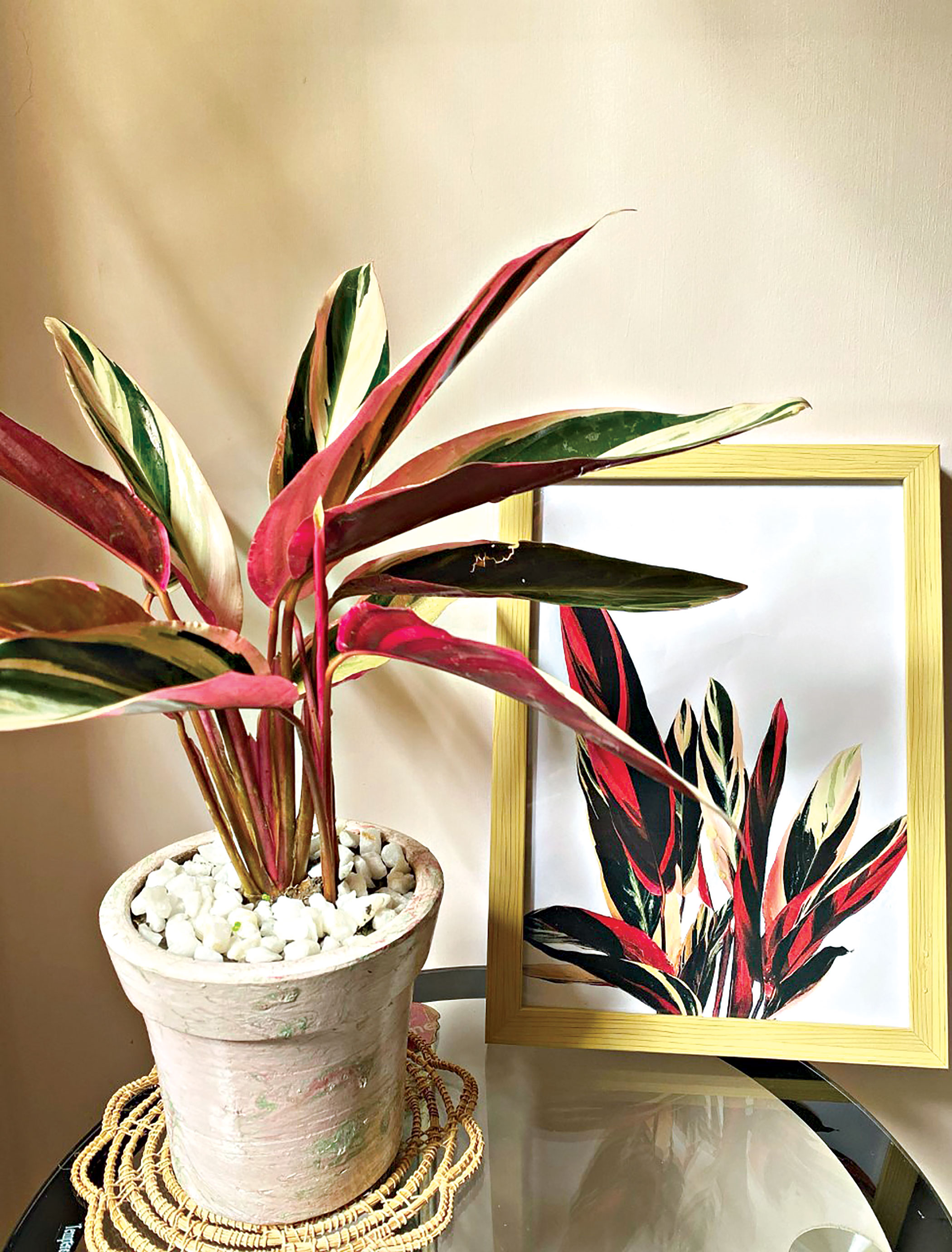 plants3.jpg