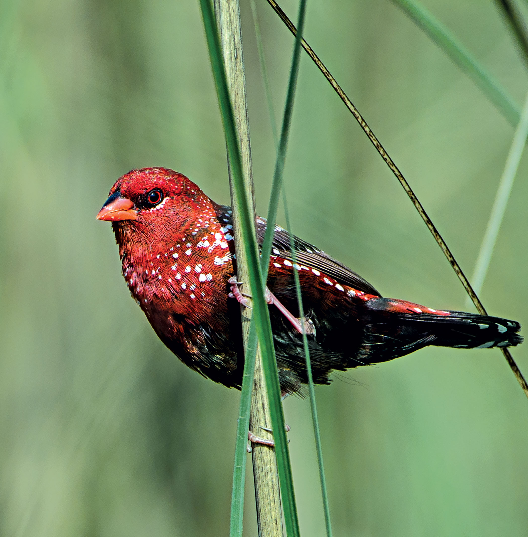 birds10.jpg