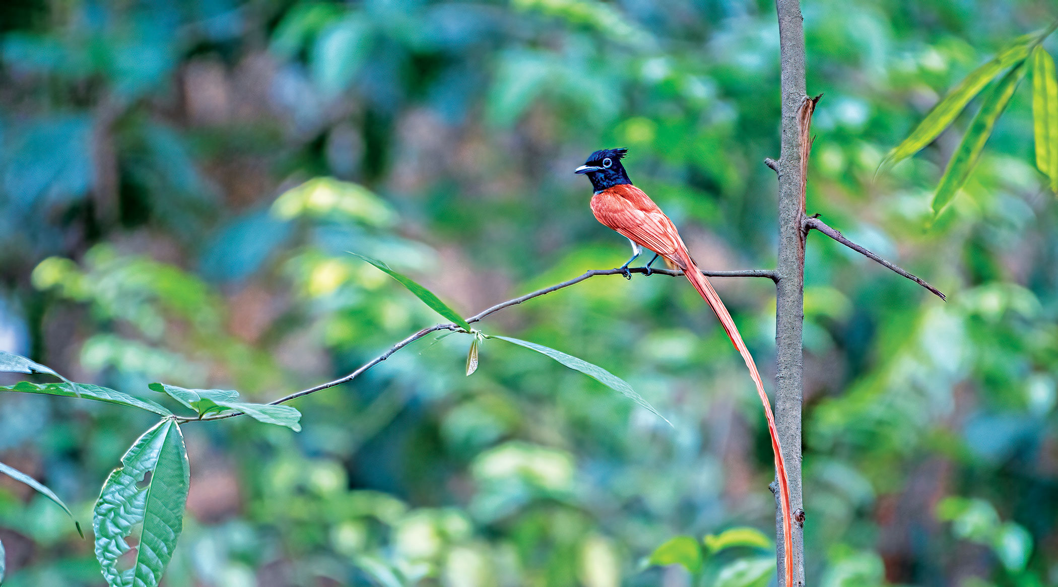 birds11.jpg