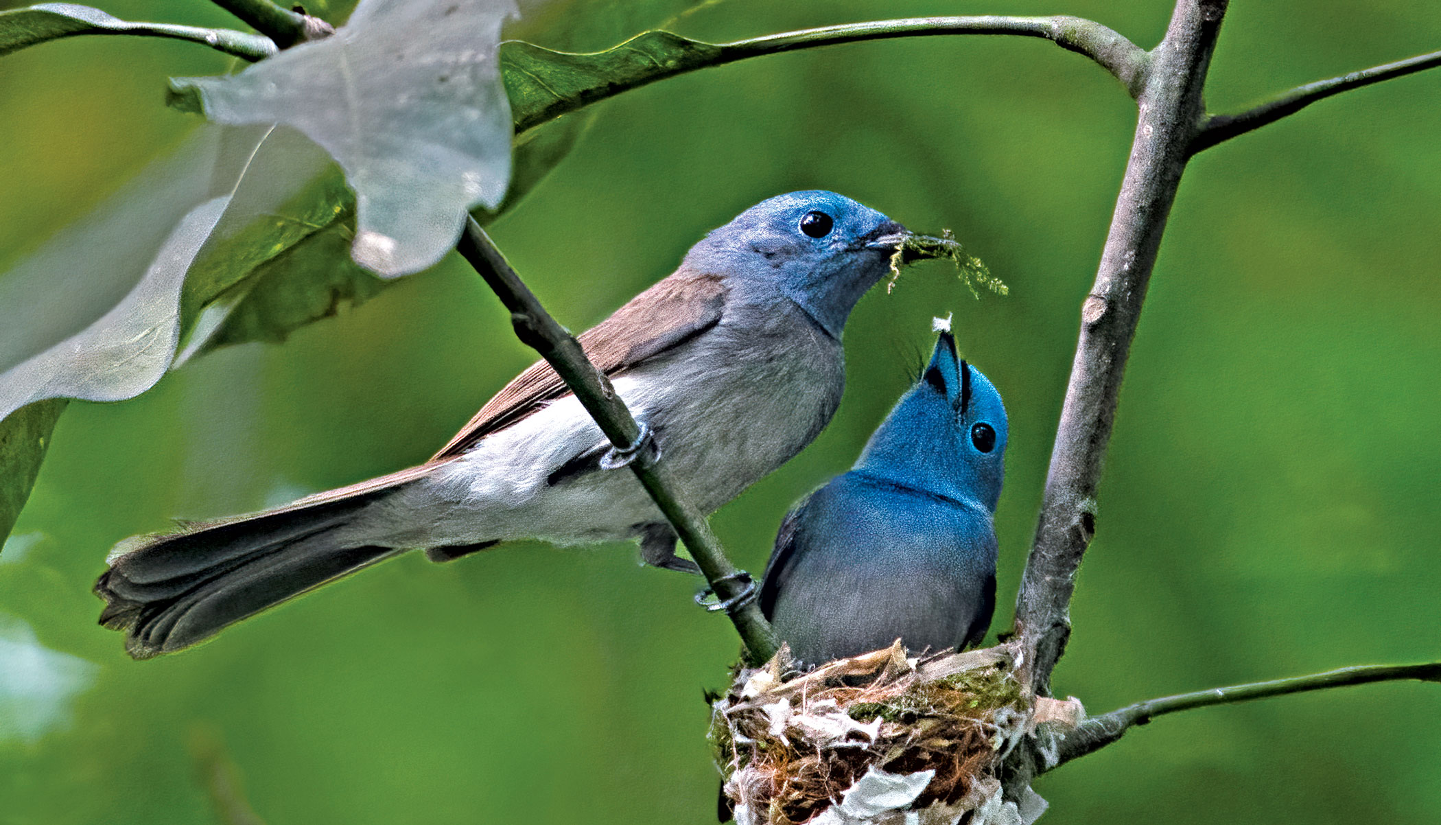 birds12.jpg