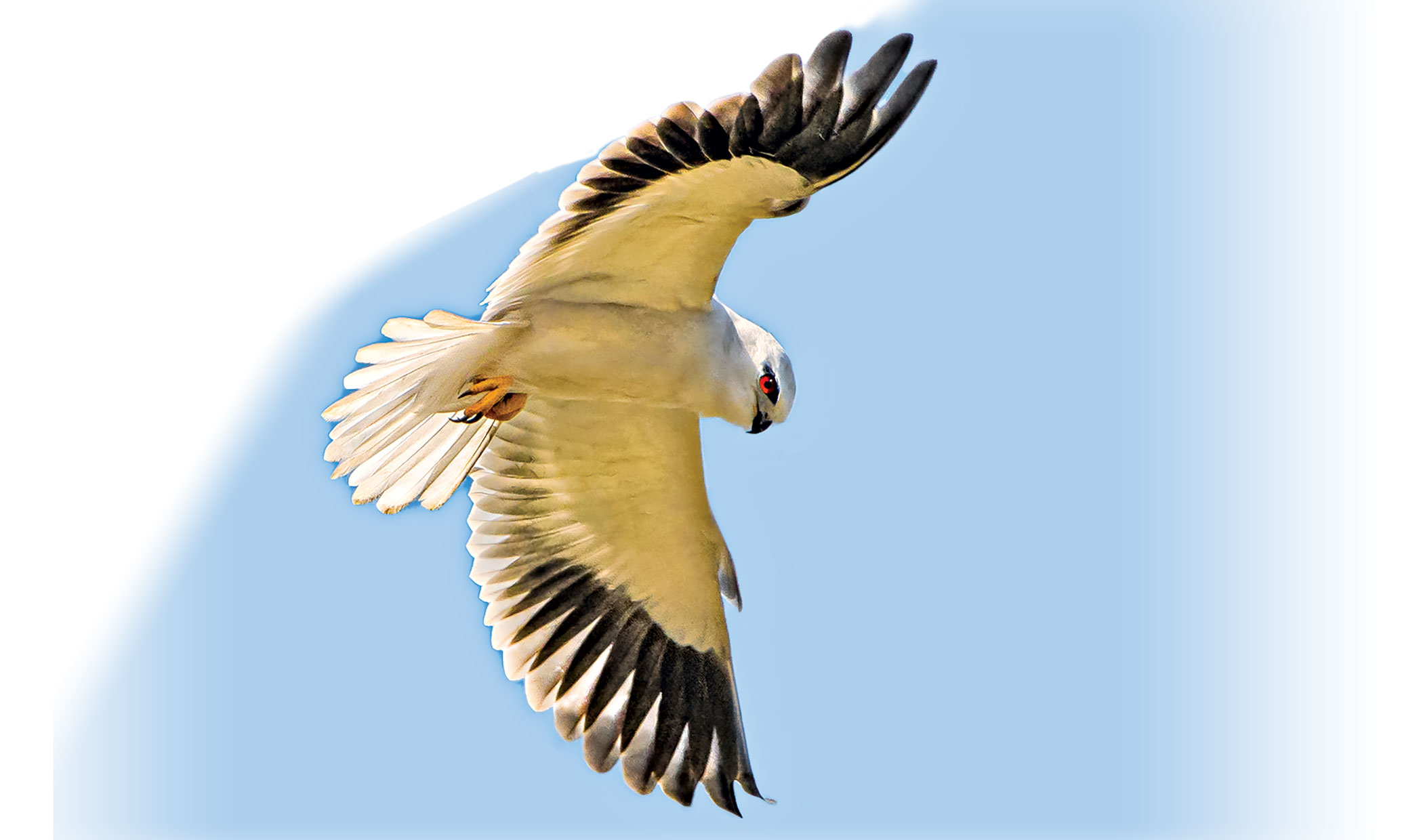 birds3.jpg