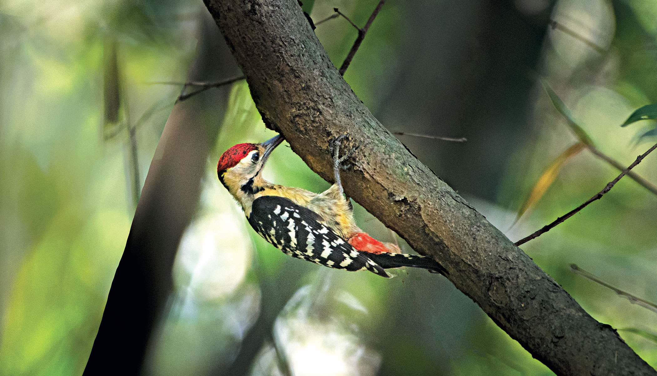 birds4.jpg