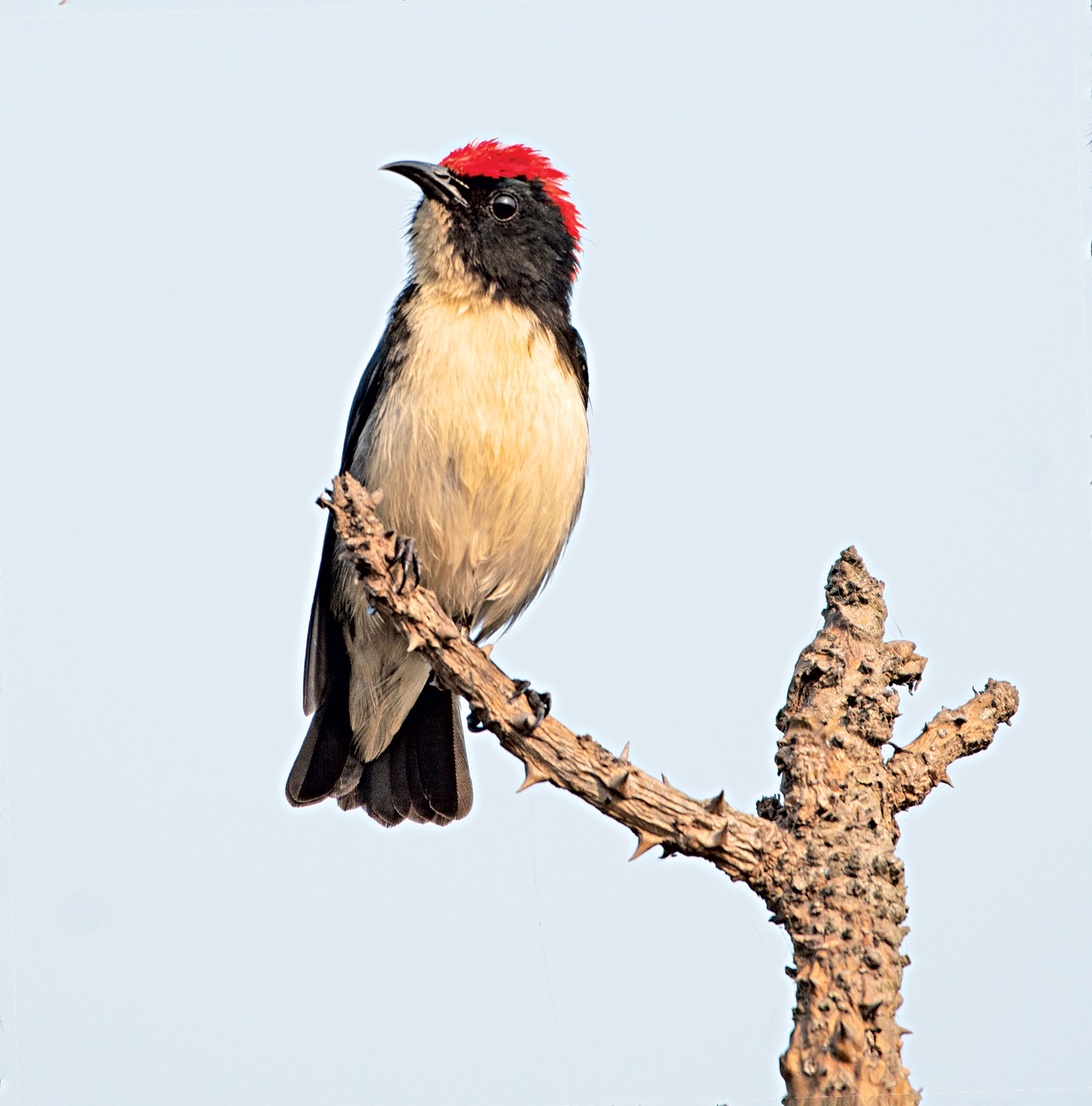 birds5.jpg