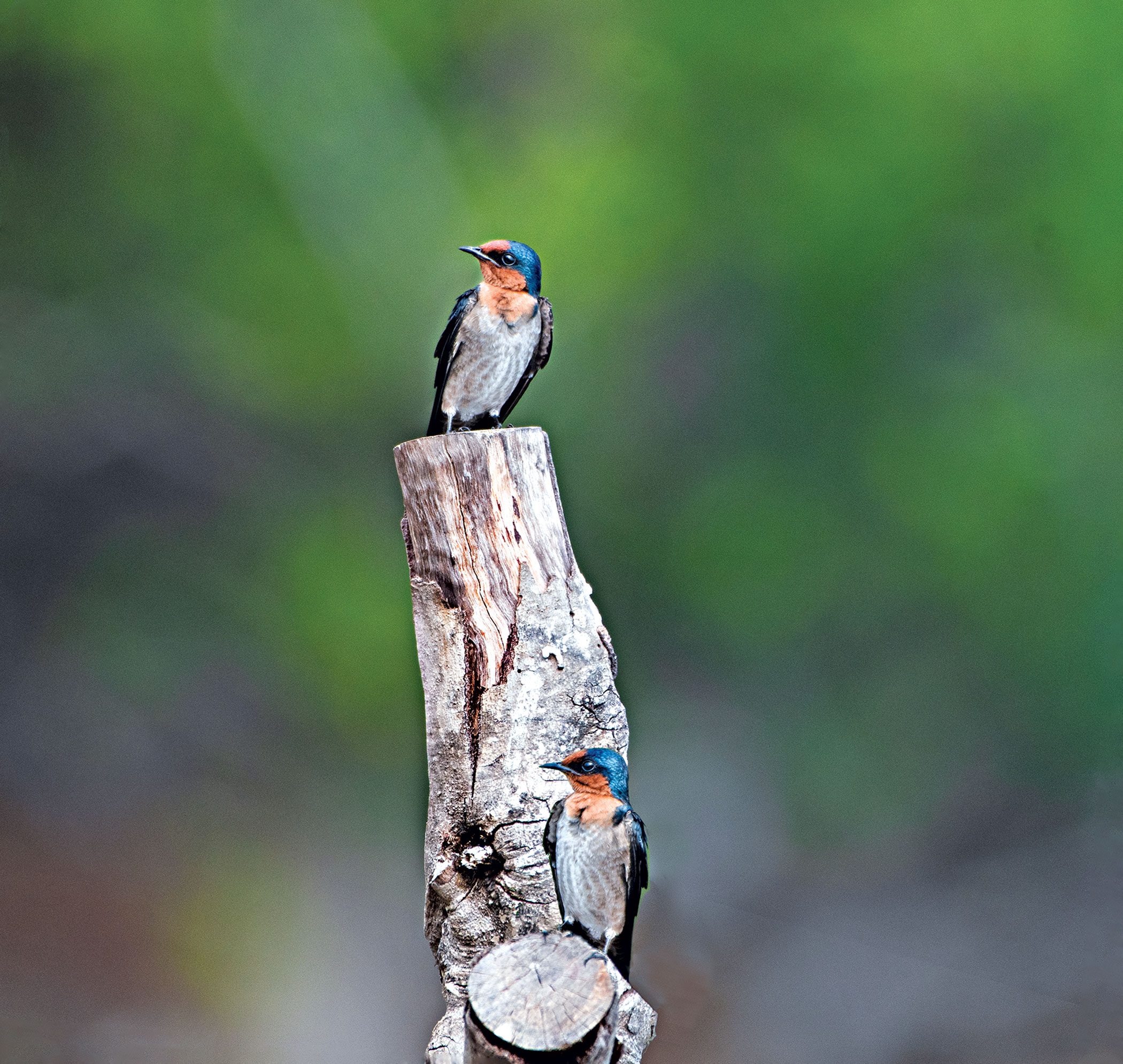 birds7.jpg