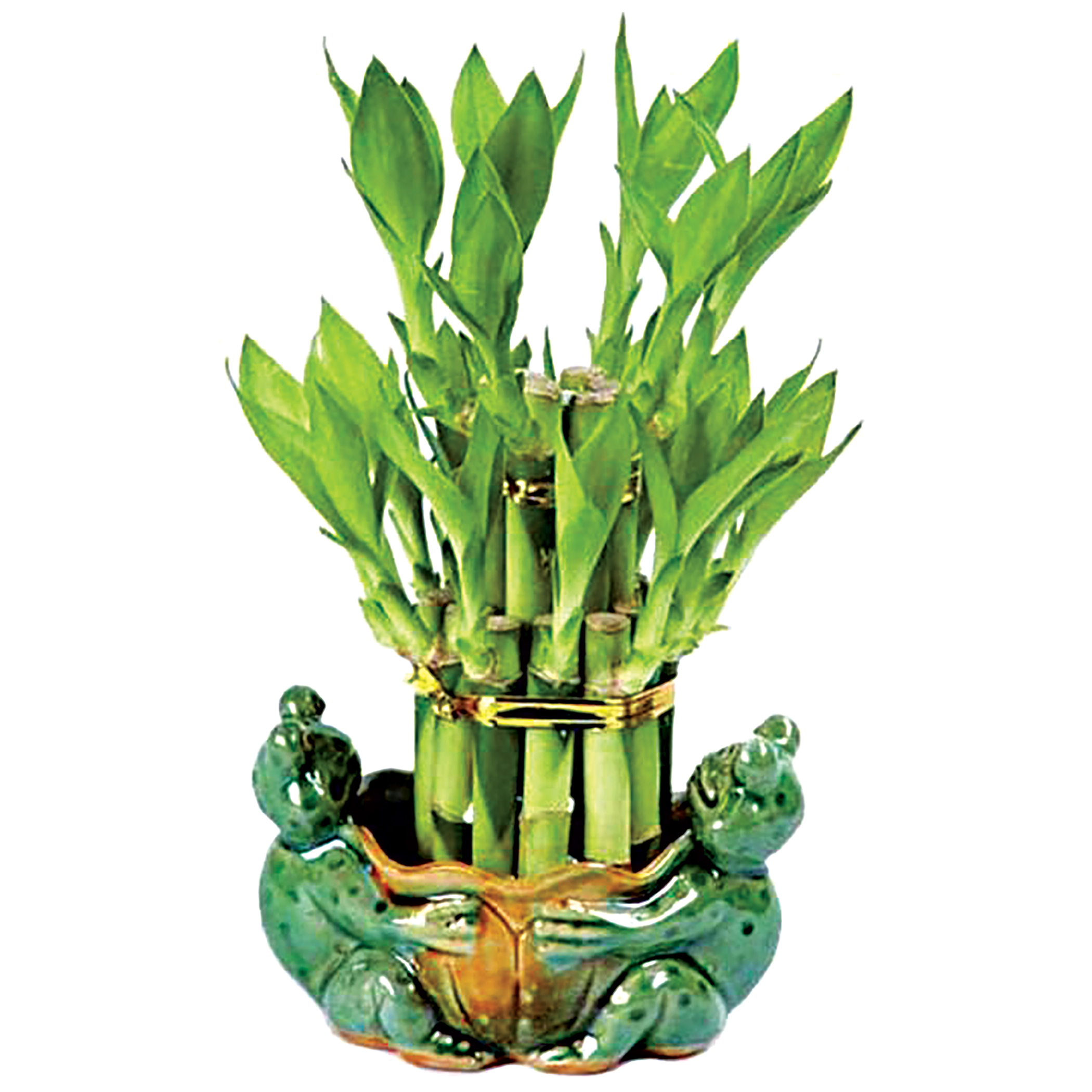 bamboo1.jpg