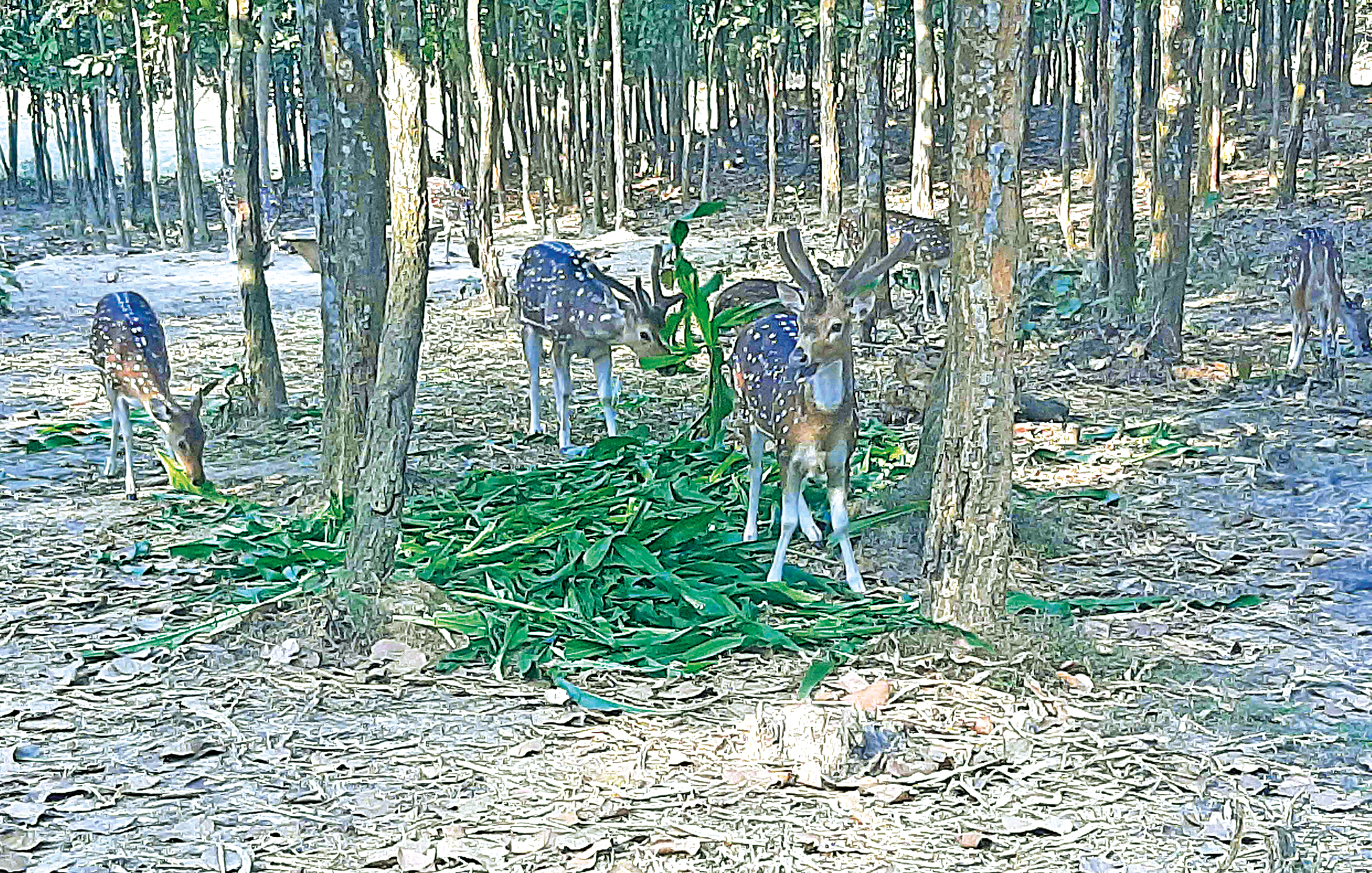 gazipur-safari-park.jpg
