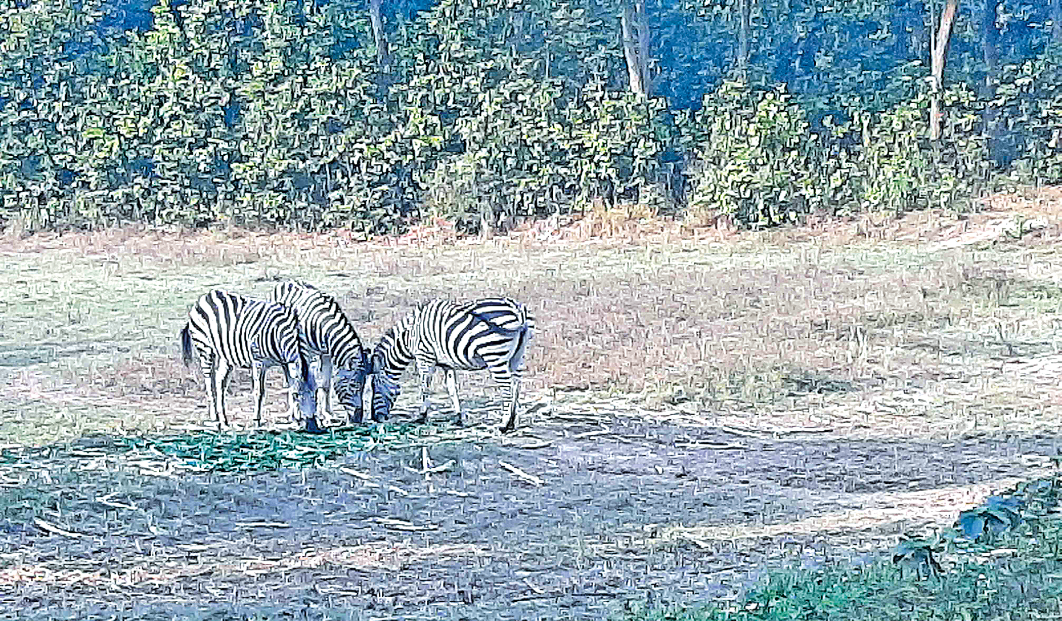 zebra.jpg
