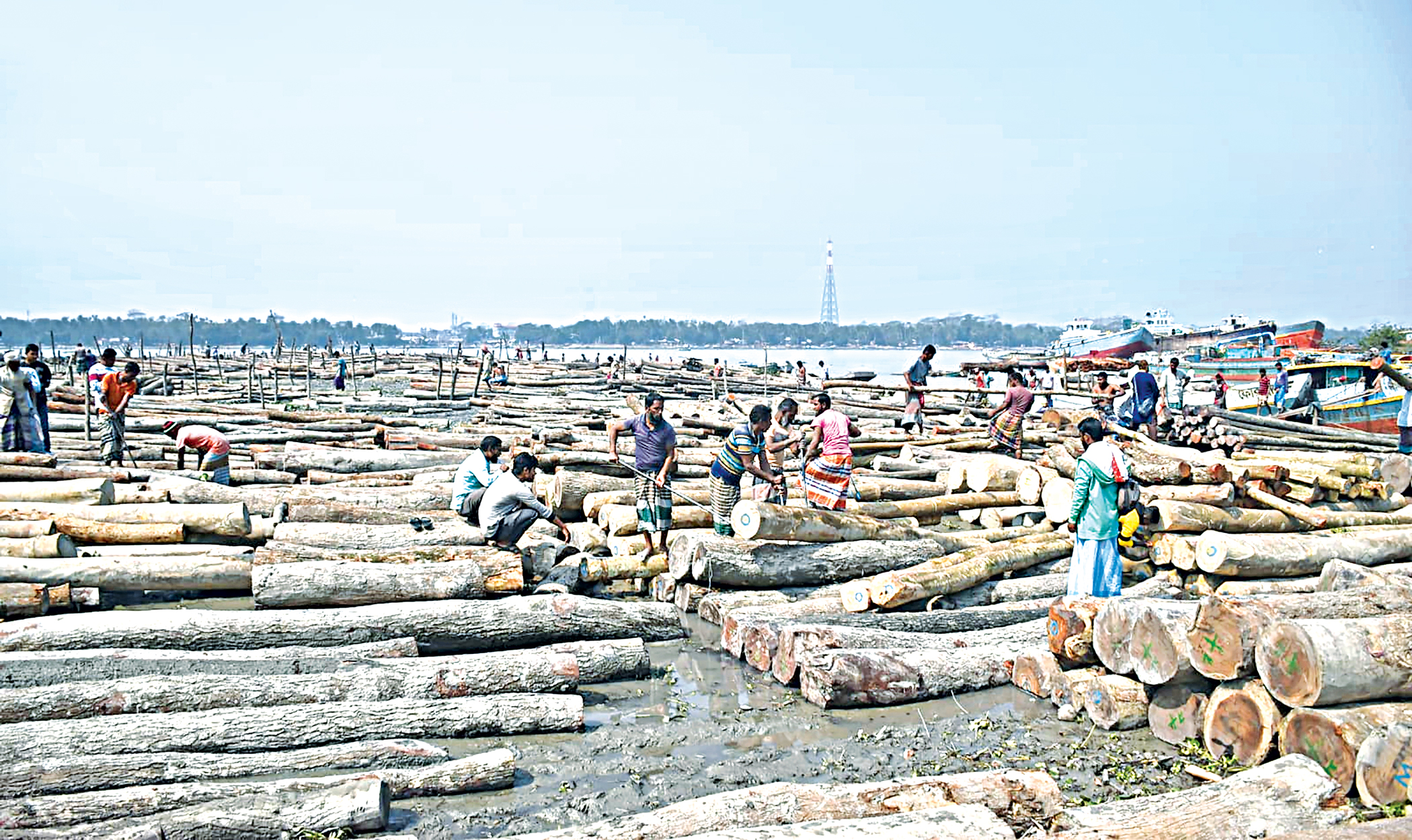 timber1.jpg