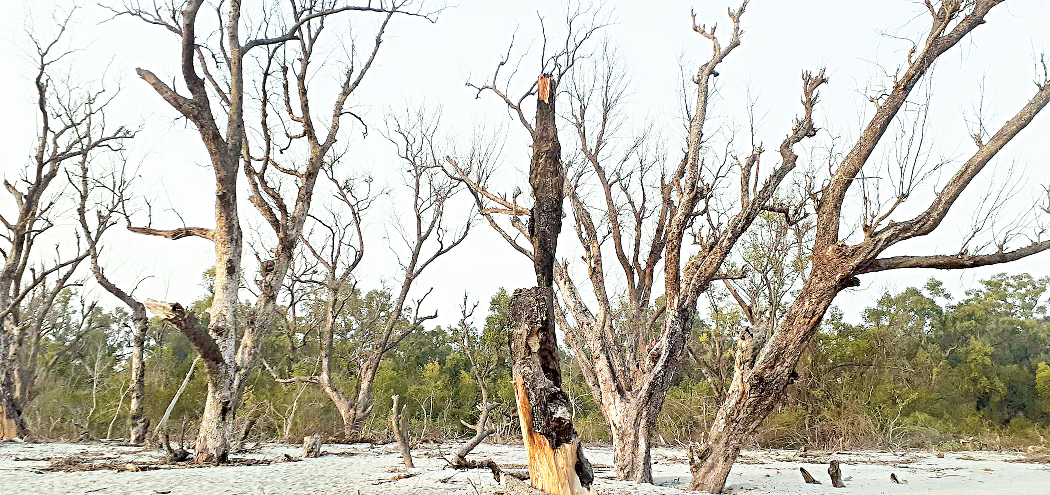 akashmani-trees-2.jpg