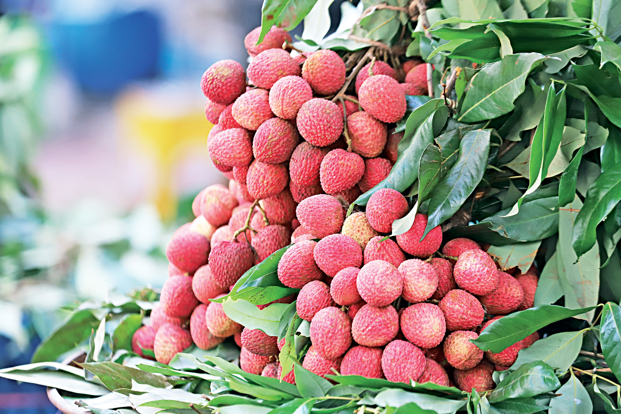 lichi.png