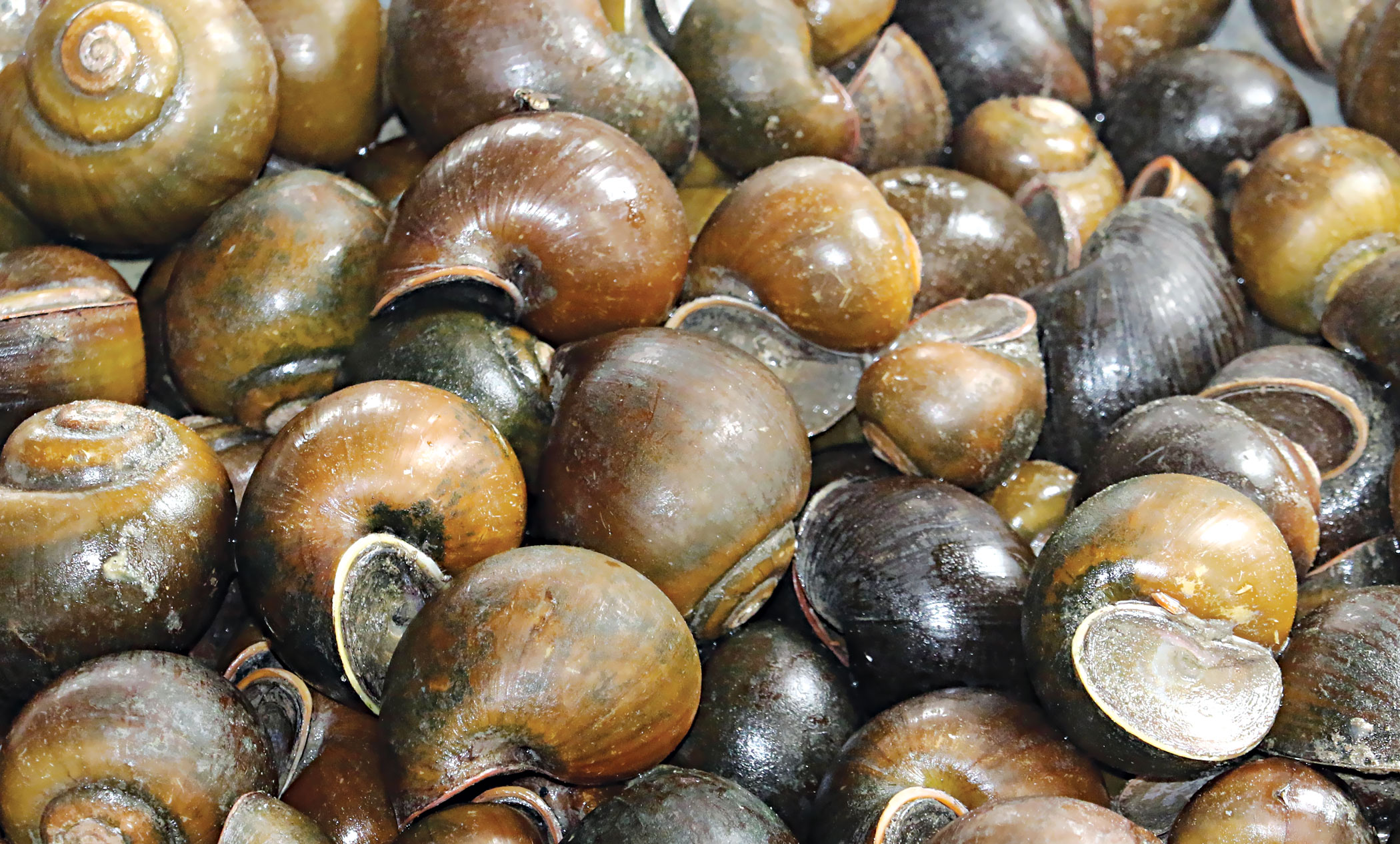 ish-snail-farm-1.jpg