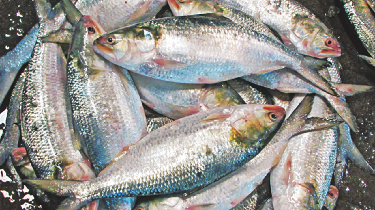 Tell Hasina-ji to send hilsa this year too: Mamata tells Tipu Munshi