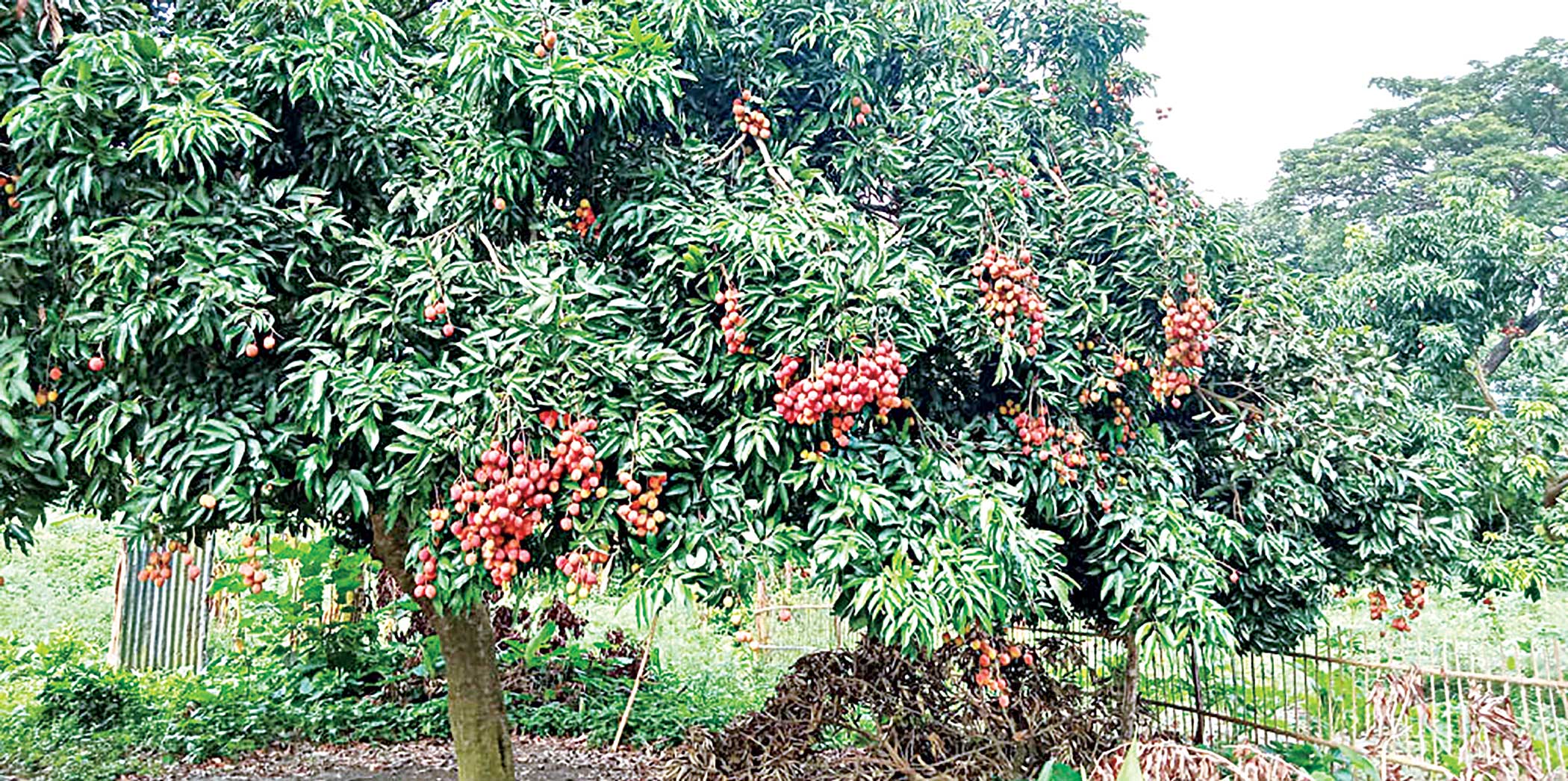lichi1.jpg