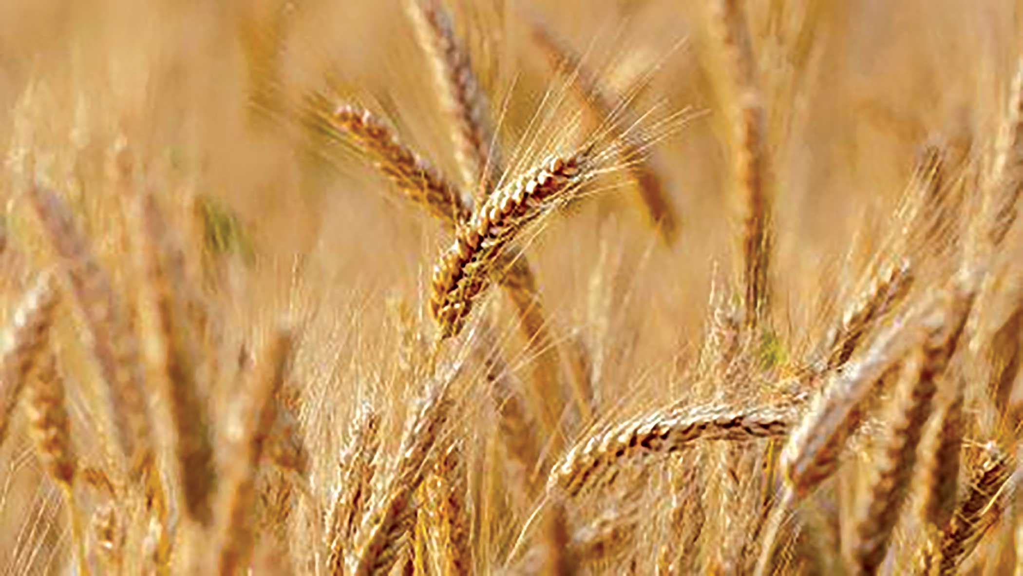 Importing wheat from India: Govt prepping for G2G deal