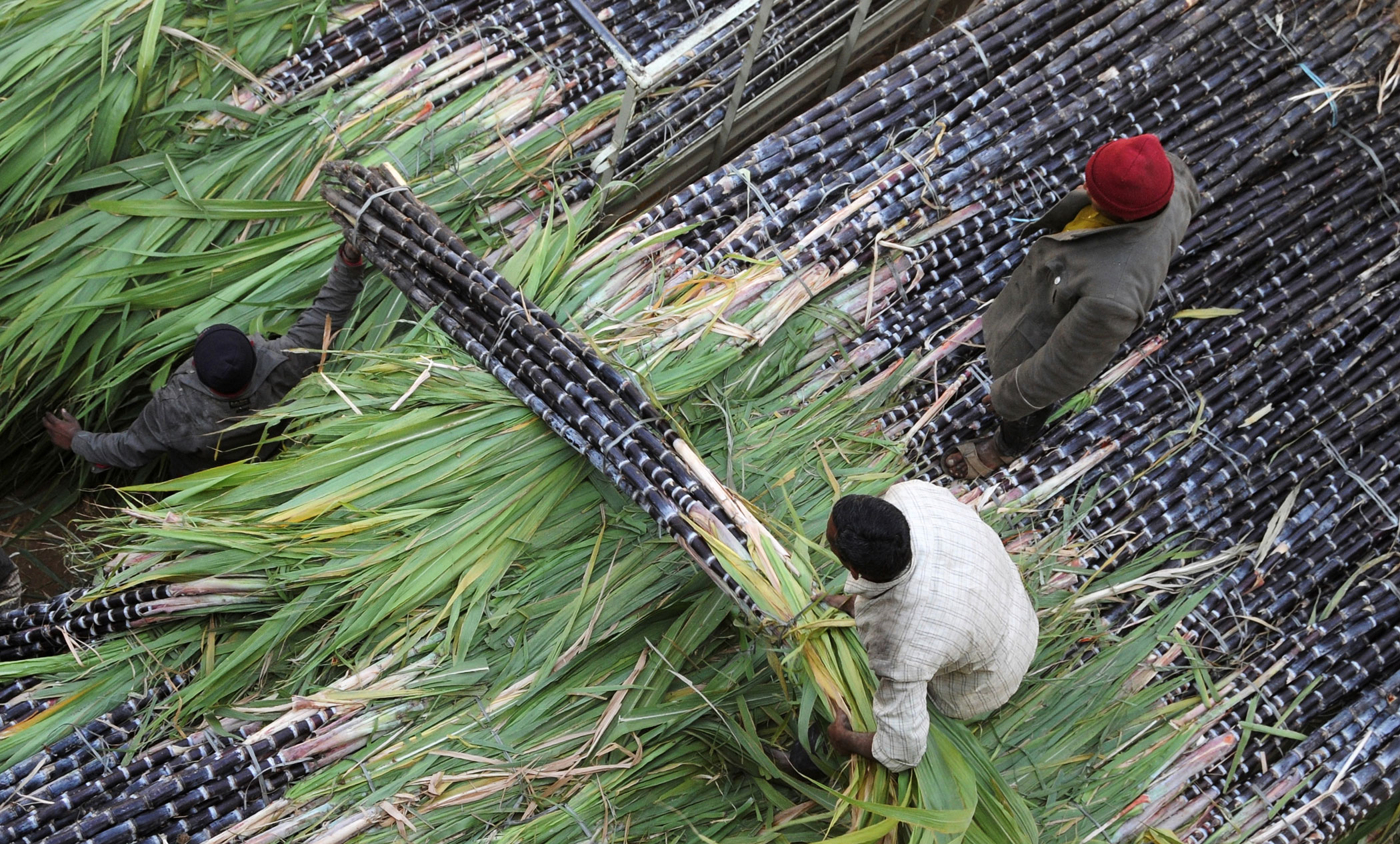 India to restrict sugar exports 