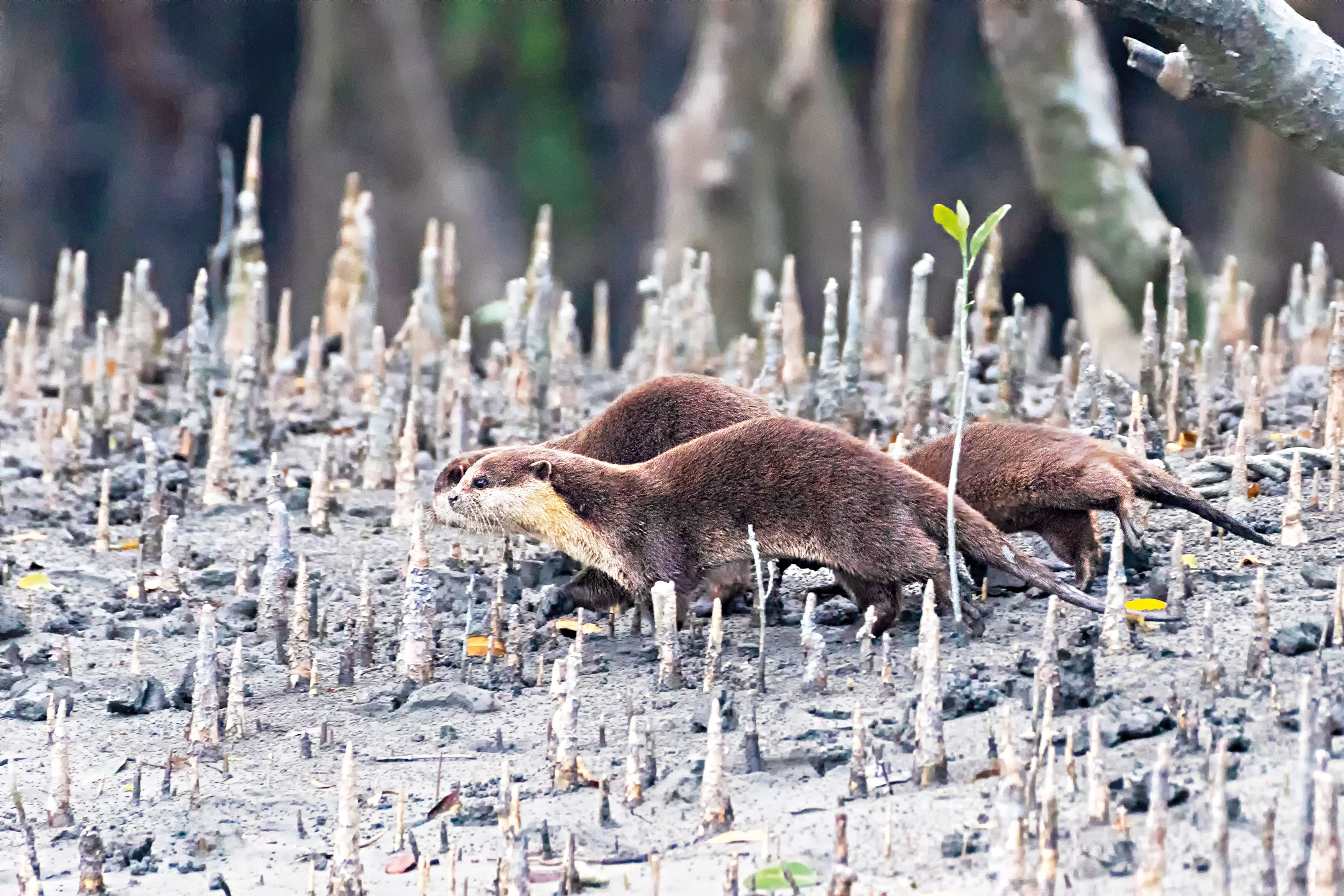sundarbans-10.jpg