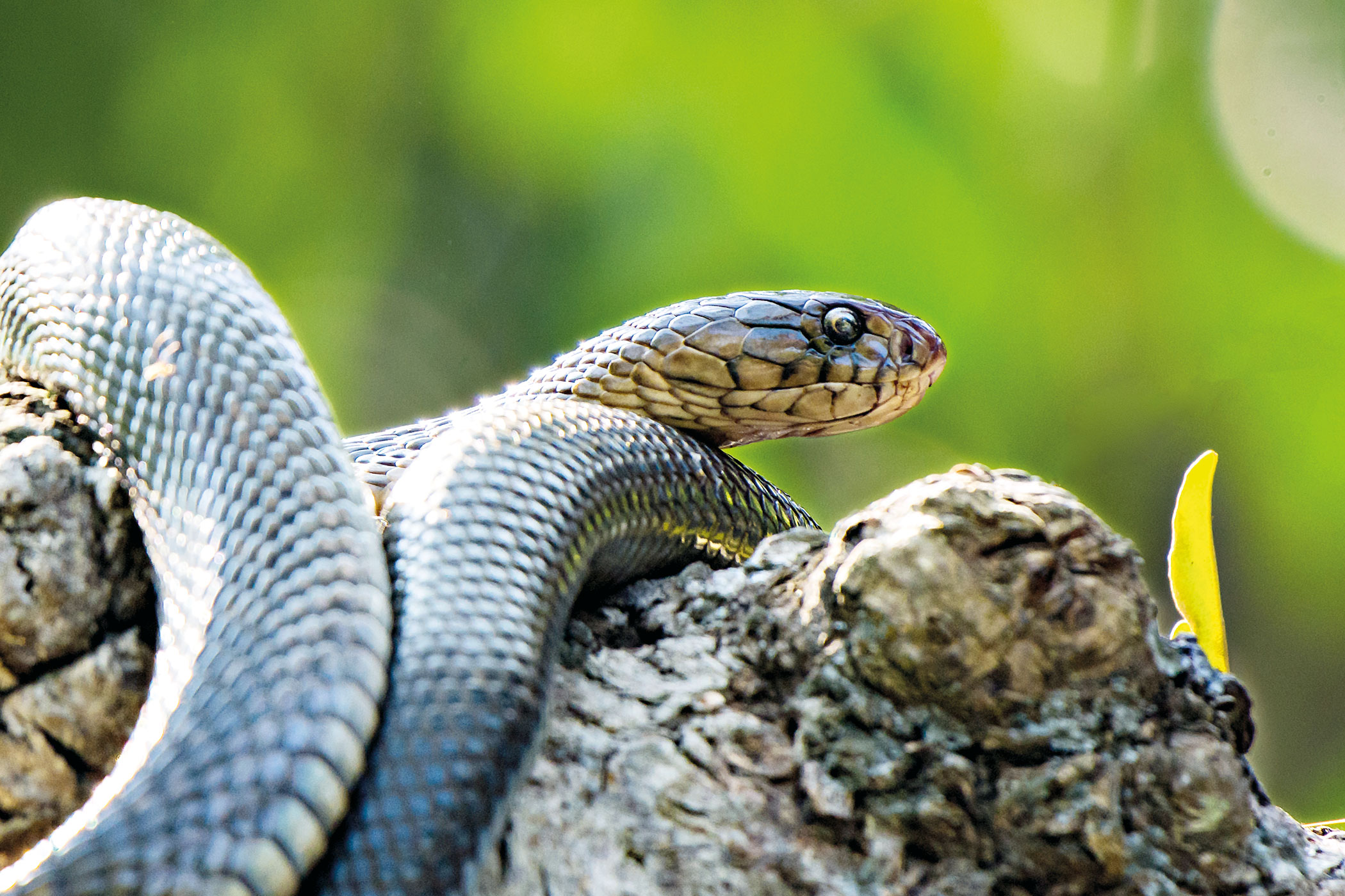 sundarbans-12.jpg