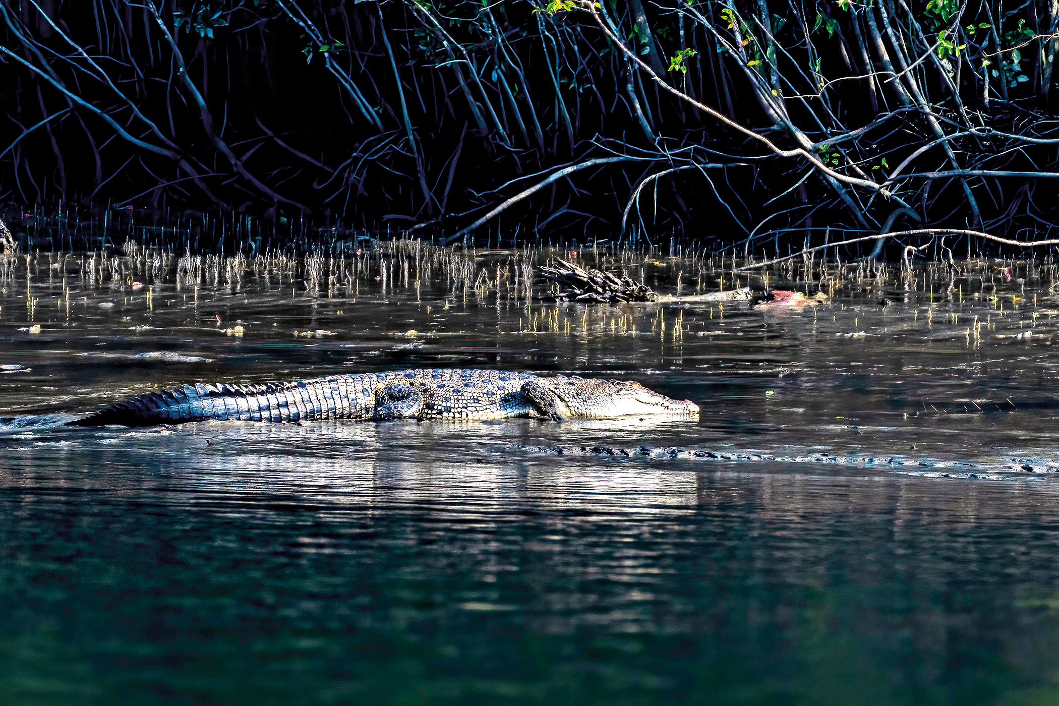 sundarbans-13.jpg