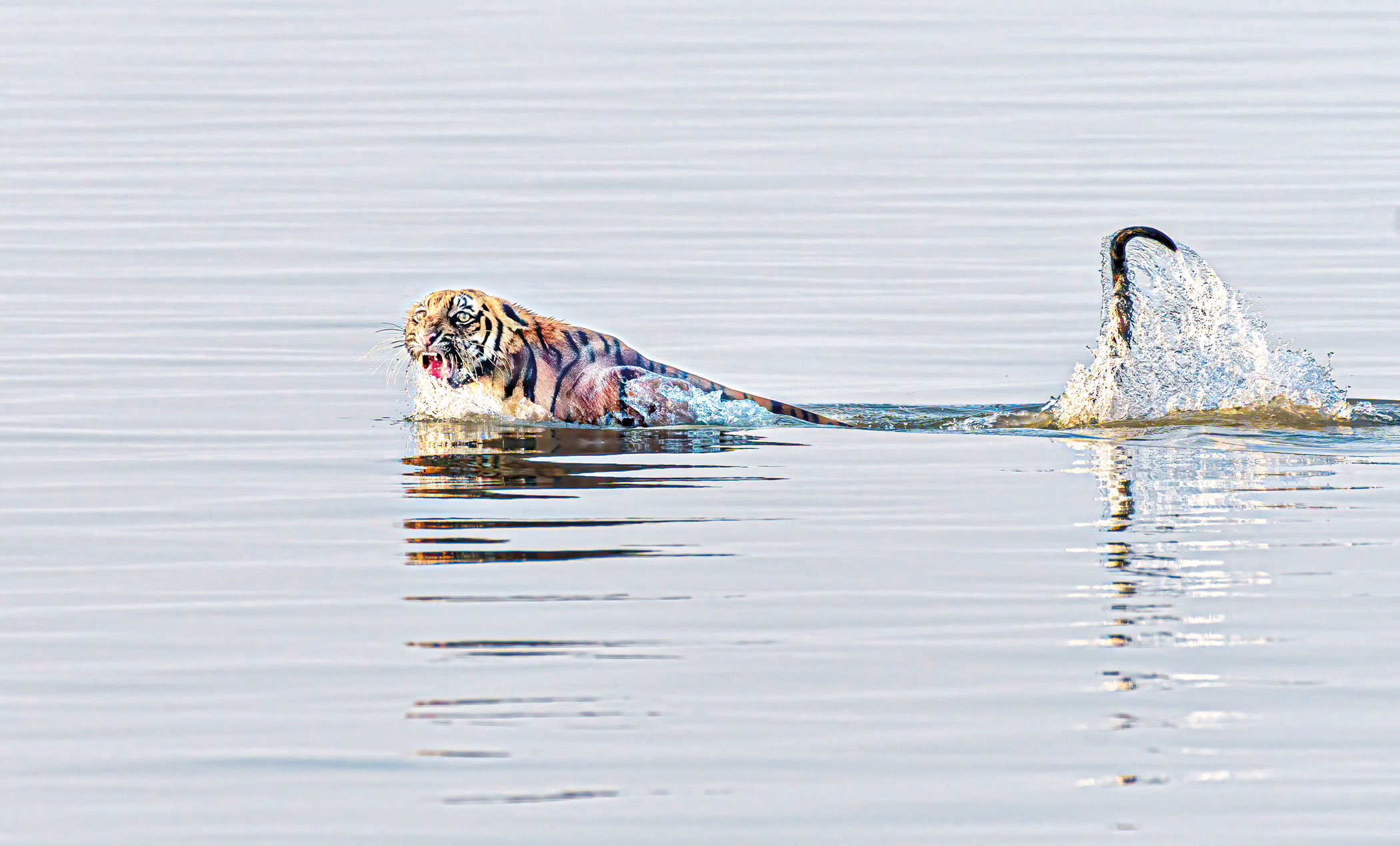 sundarbans-2.jpg