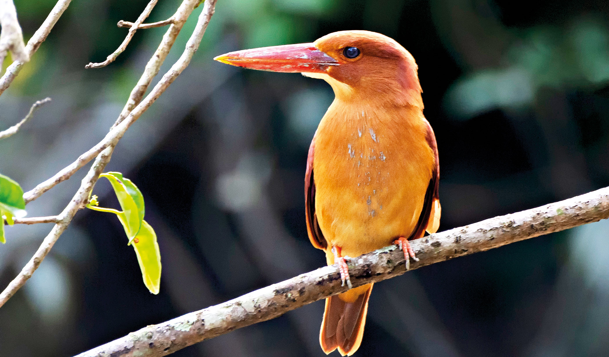 sundarbans-3.jpg