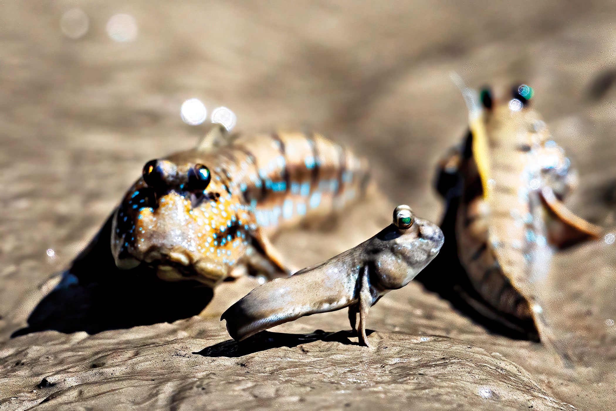 sundarbans-4.jpg
