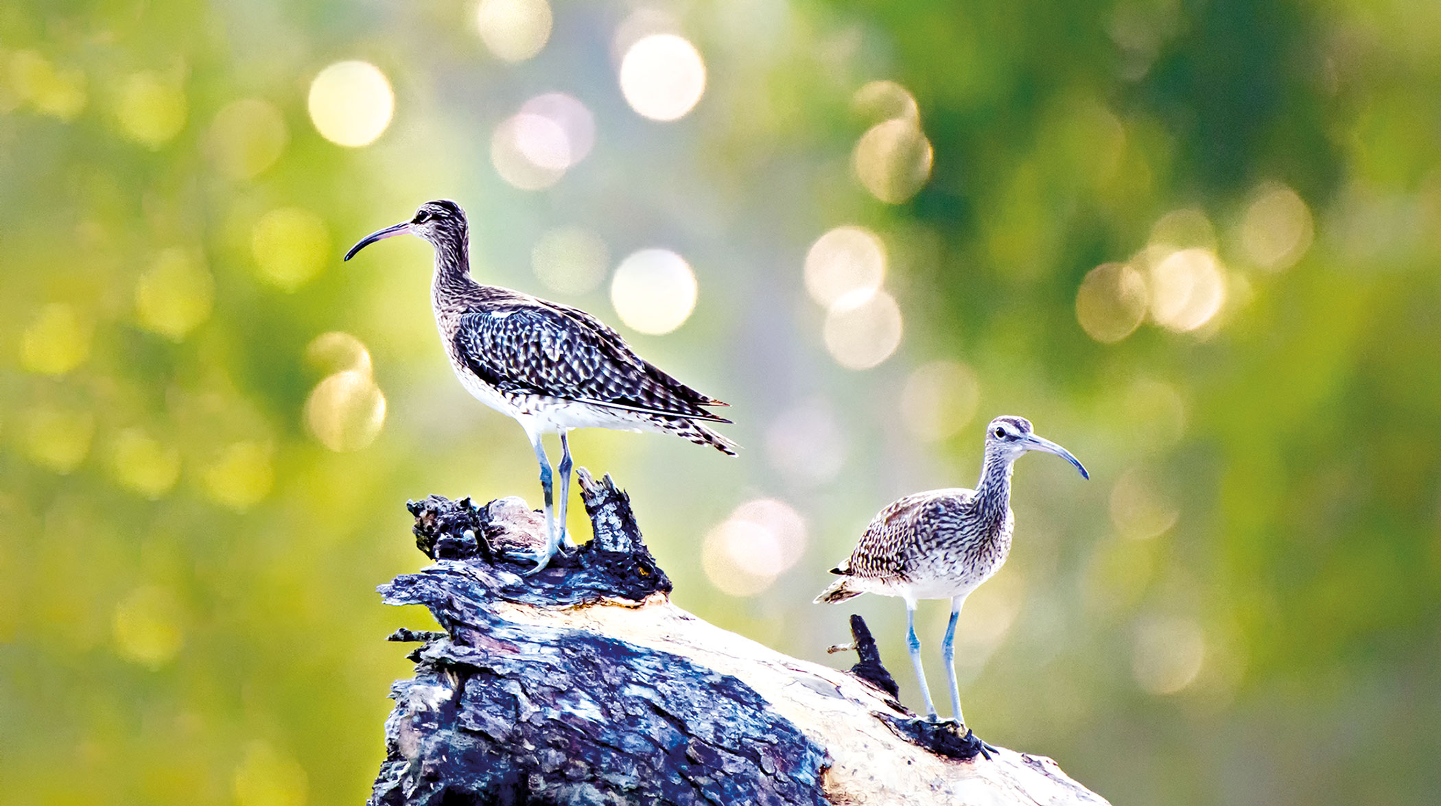 sundarbans-6.jpg