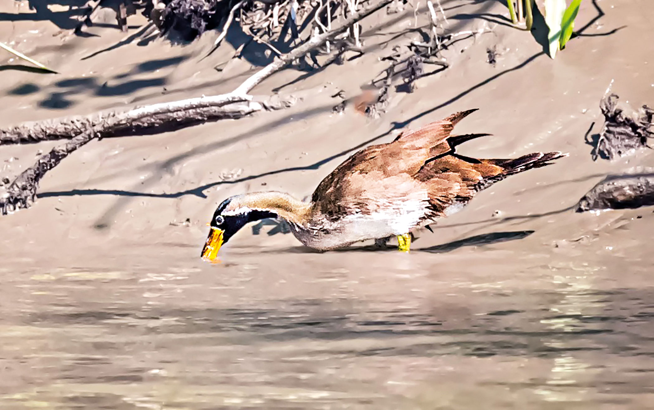 sundarbans-7.jpg