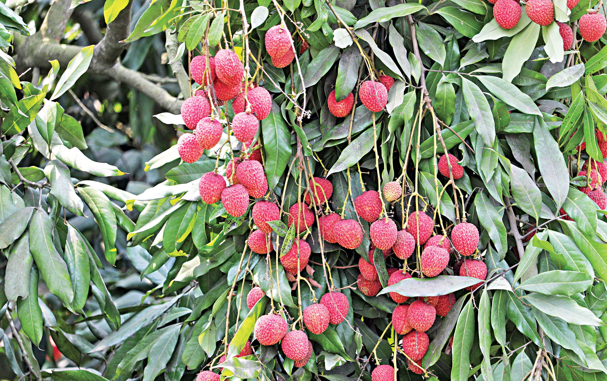 litchi-2.jpg