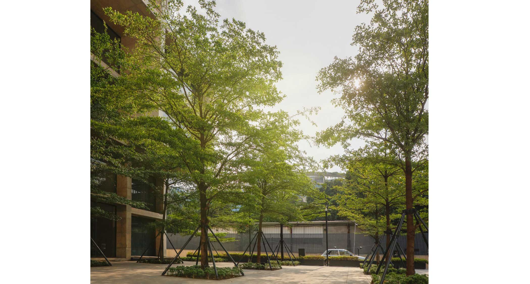 green-tree2.jpg